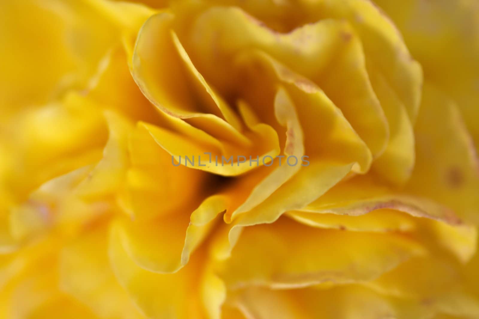 Close-up (macro) of the bloom