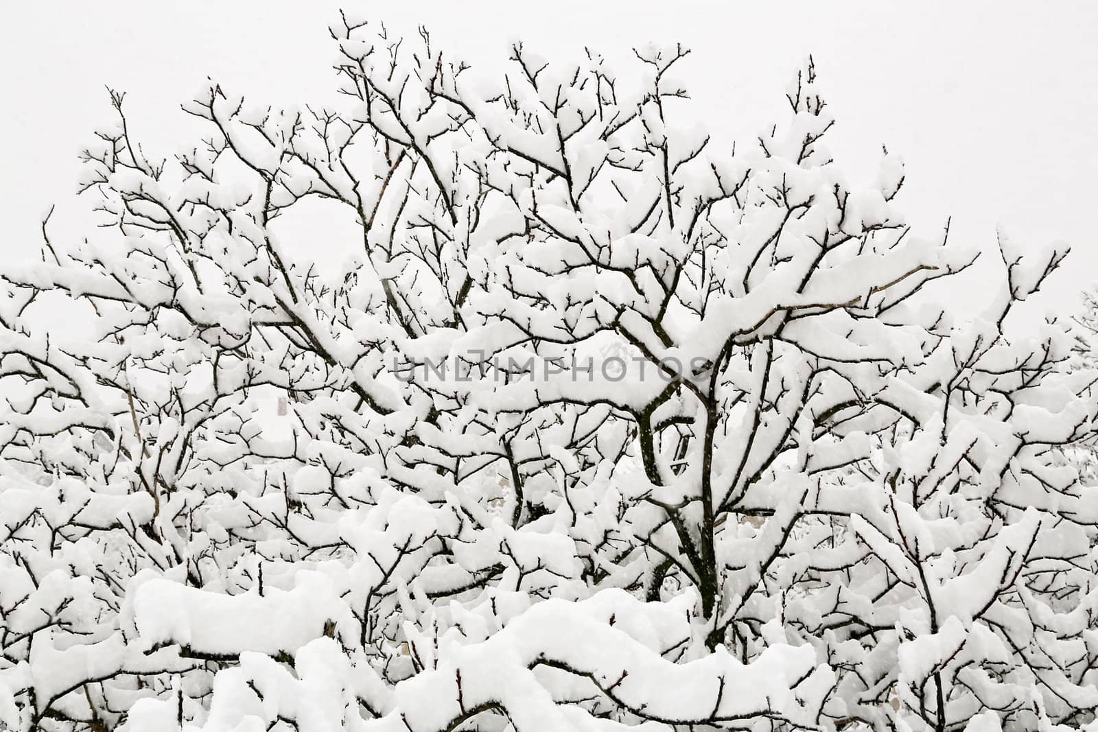 Snowy tree by renegadewanderer