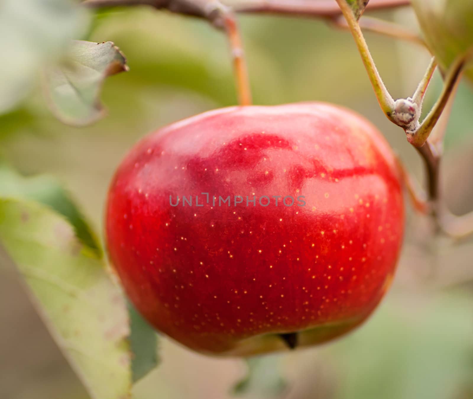 one red apple on a branch by Zhukow