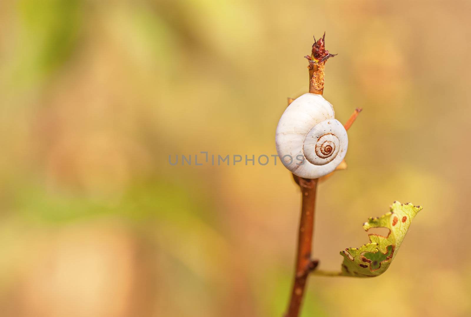 Snail Garden snail crawling on a stem by Zhukow