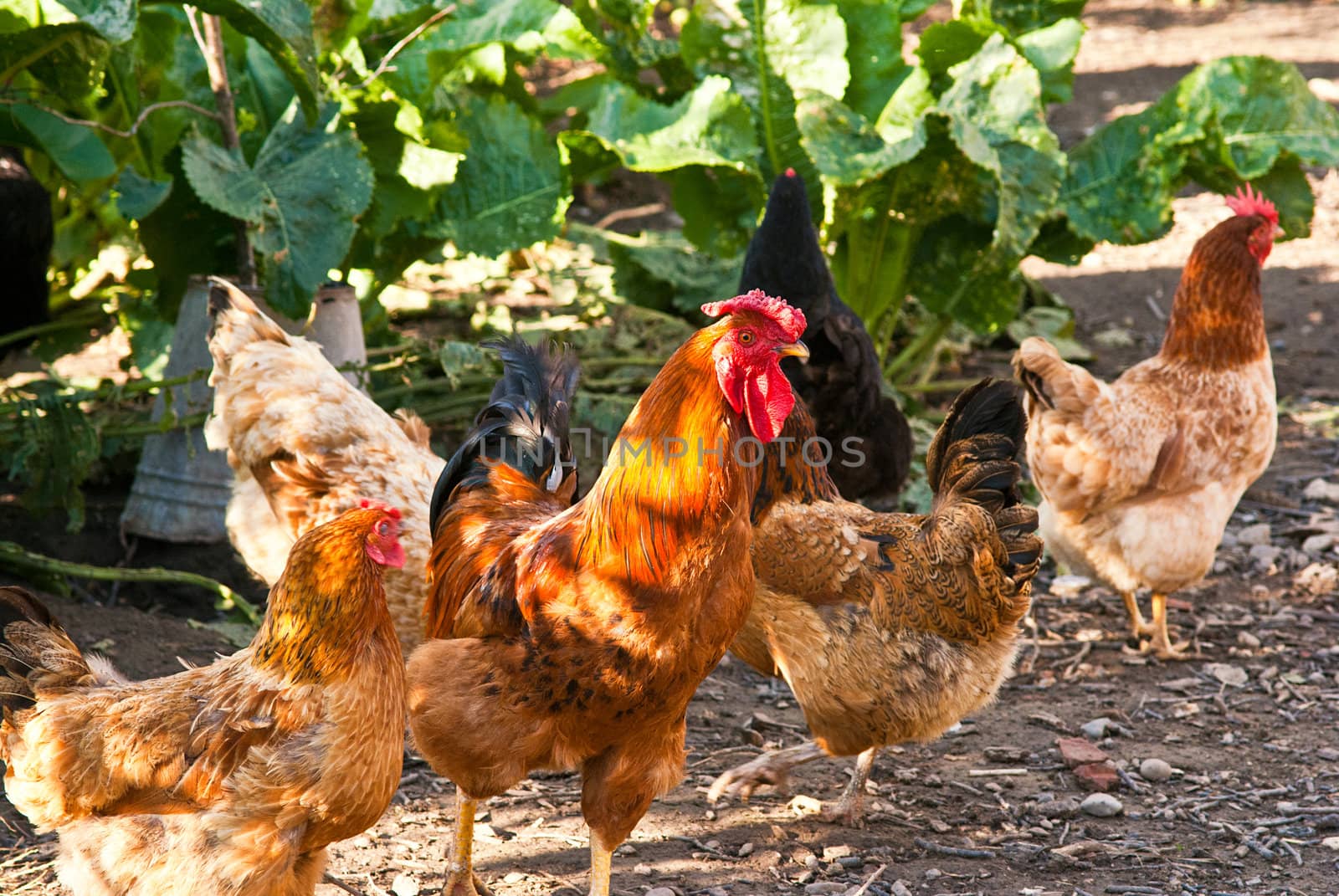 Cock and hens walking on rural yard