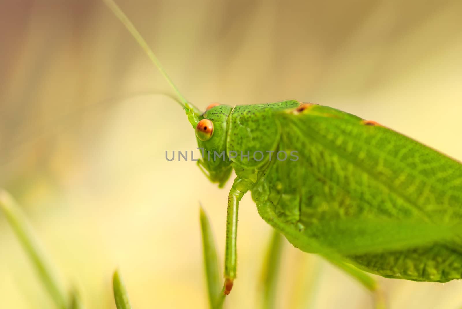 Grasshopper is a list of the grass by Zhukow