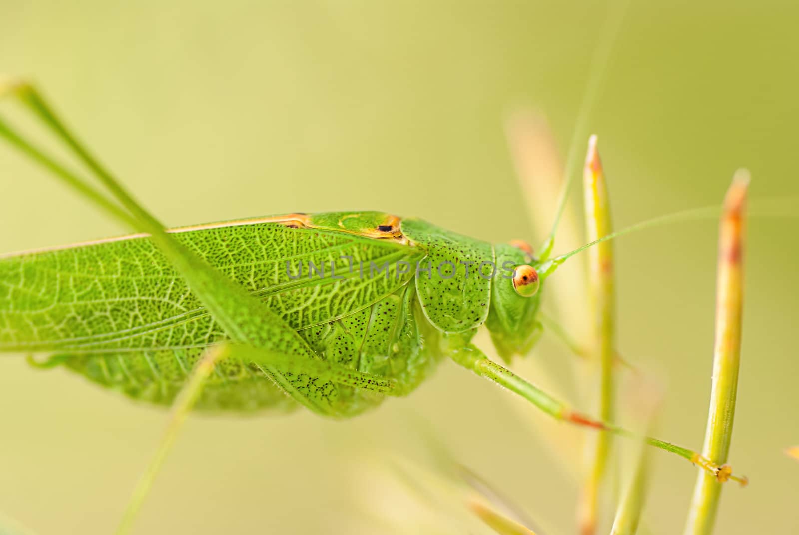 Grasshopper is a list of the grass