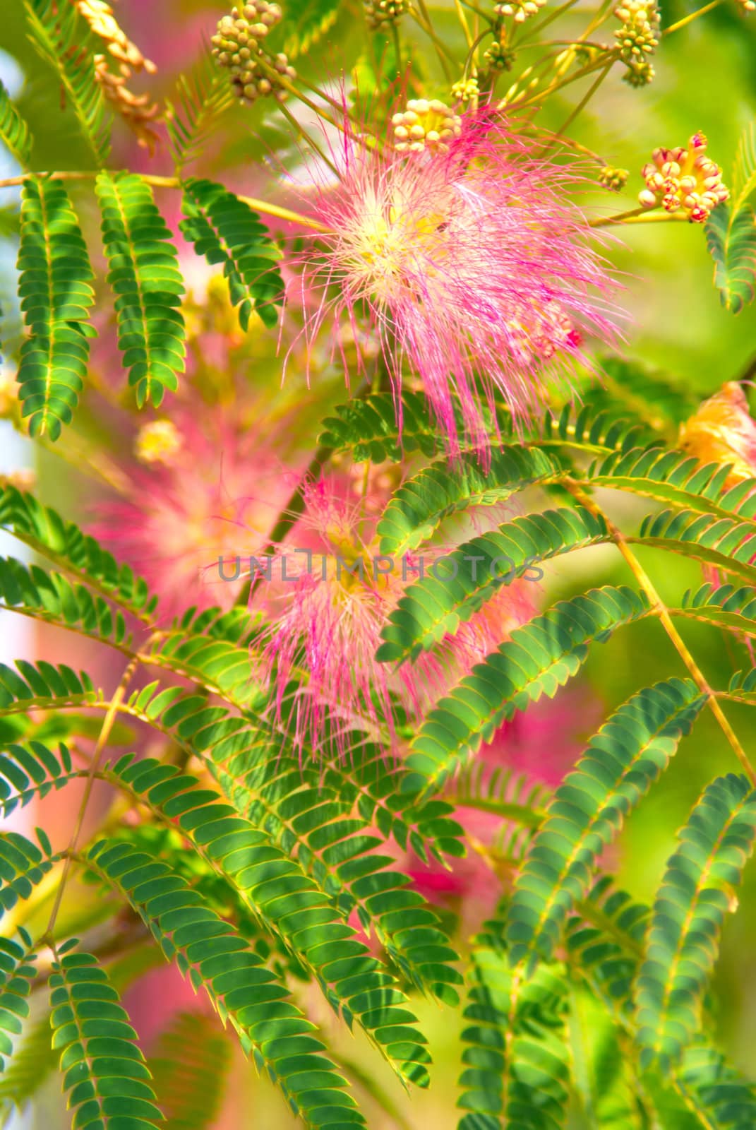 Persian silk tree (Albizia julibrissin) foliage and flowers