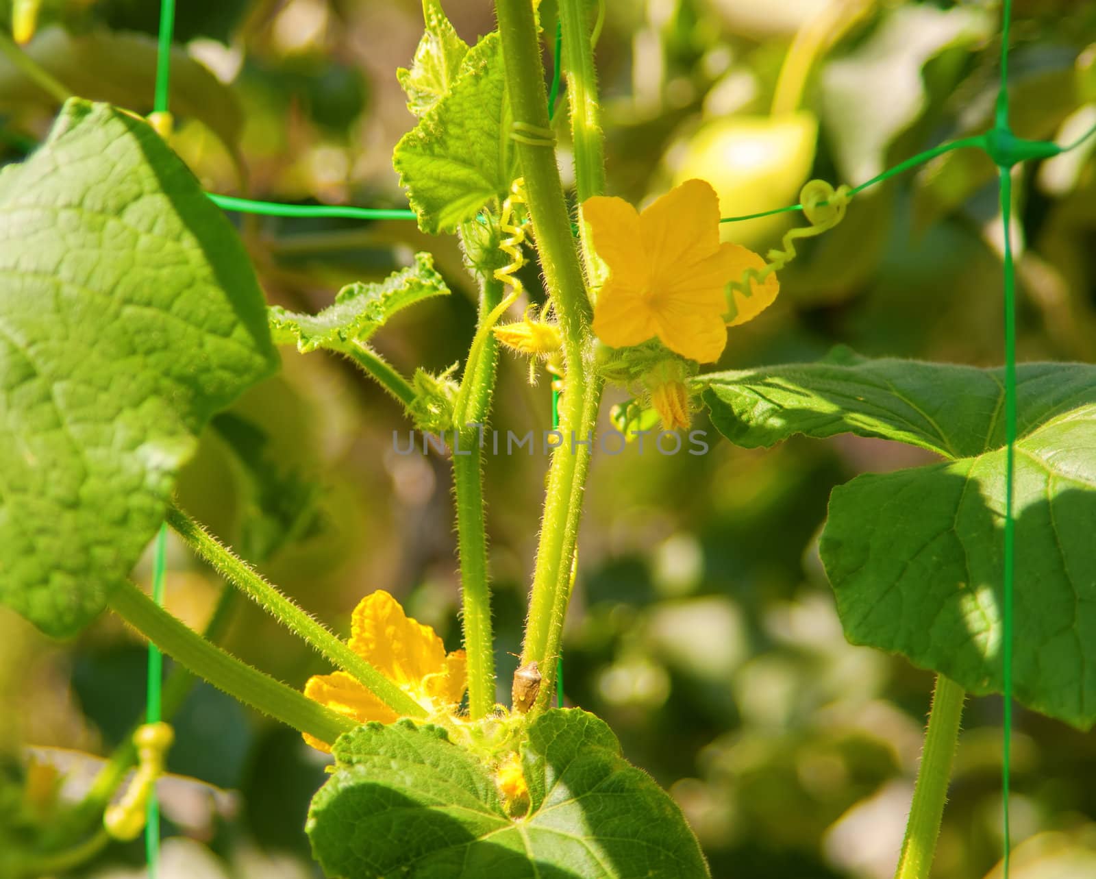 Flower and leaves of cucumber by Zhukow