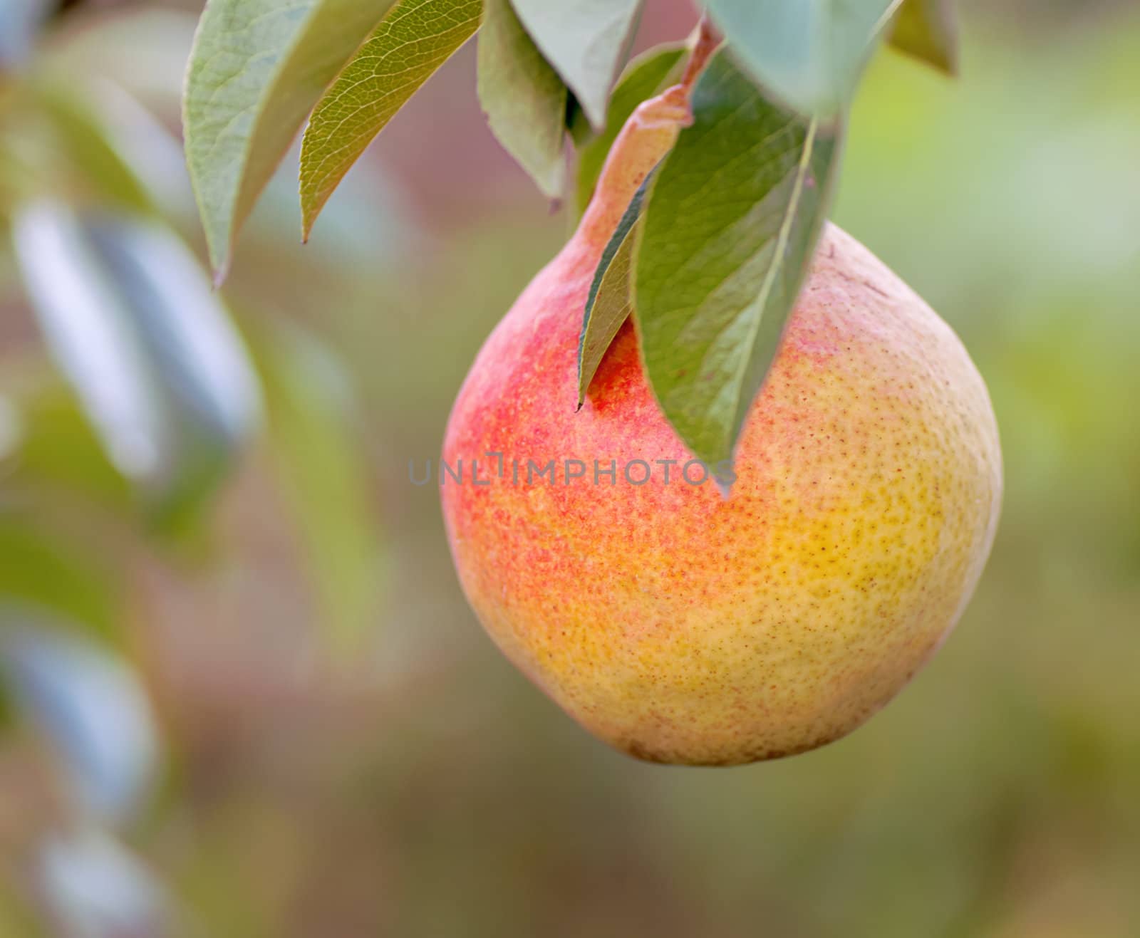 Ripe red pears on a tree branch