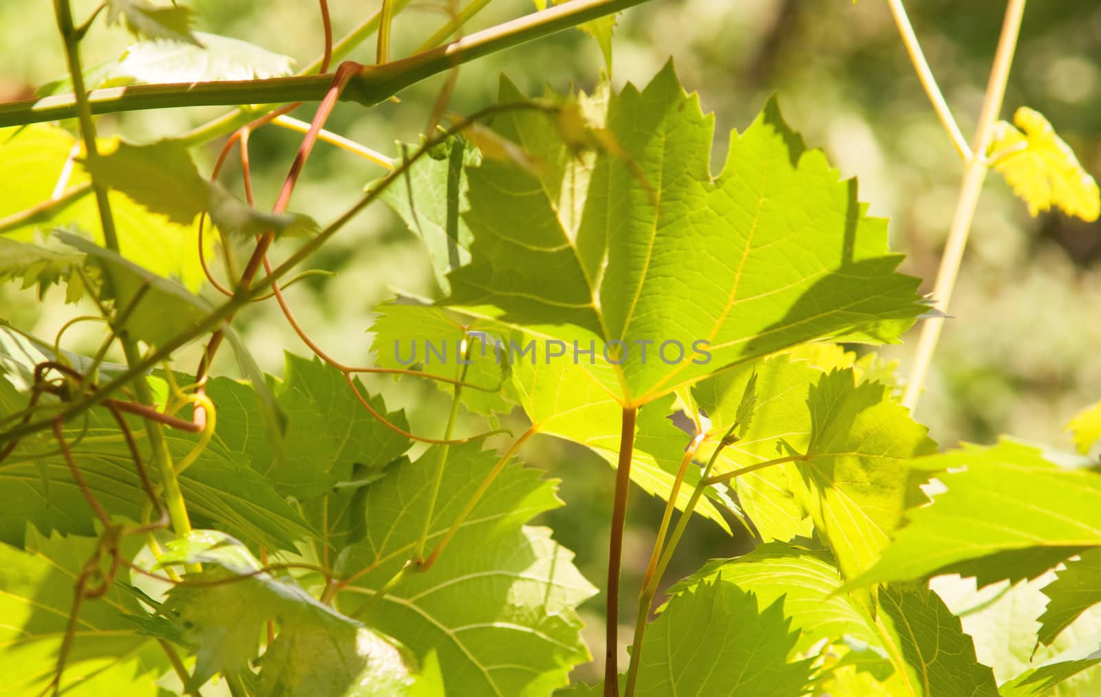Grape green leaf  over sunny defocused background.