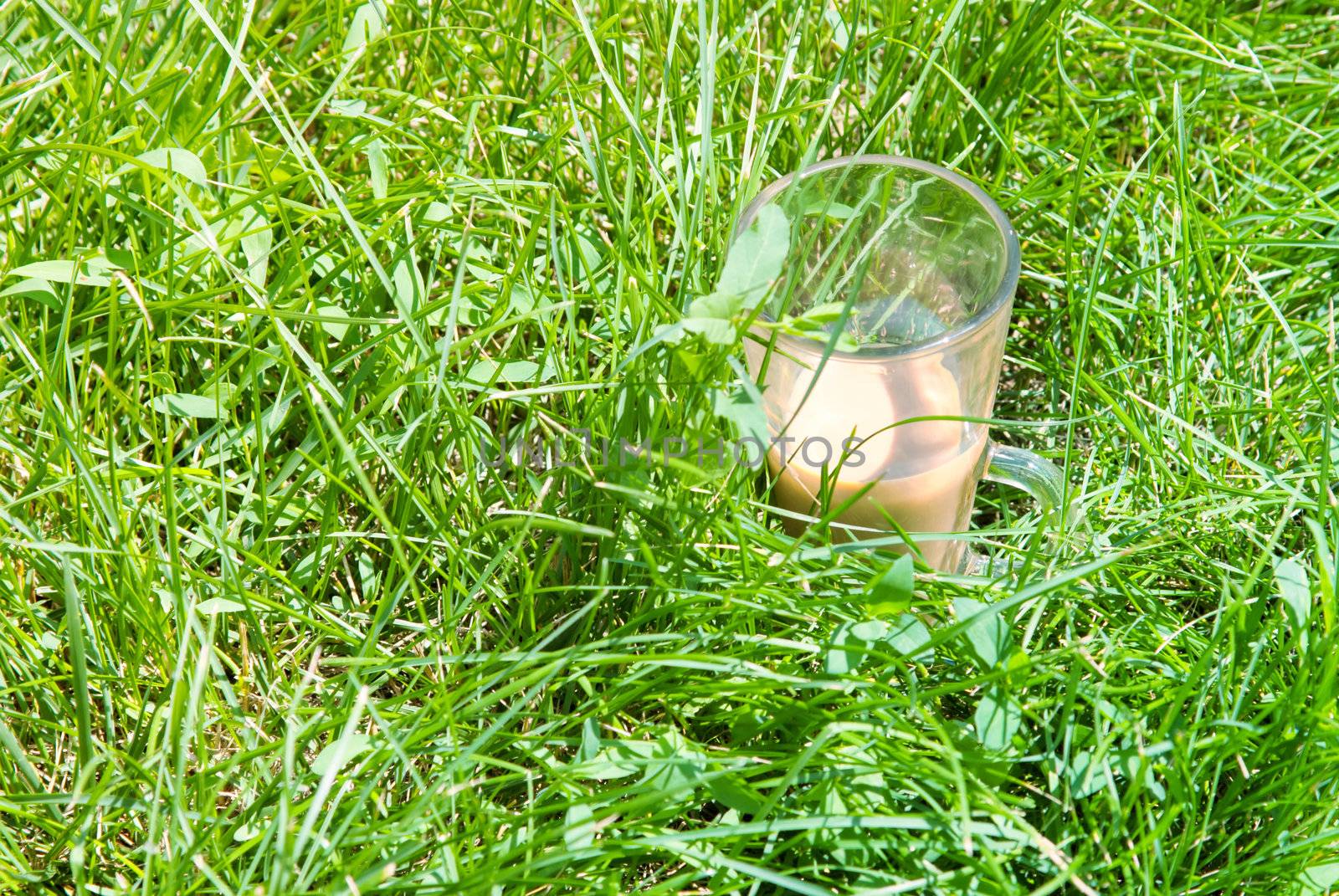 cup of coffee with milk on a background of green grass