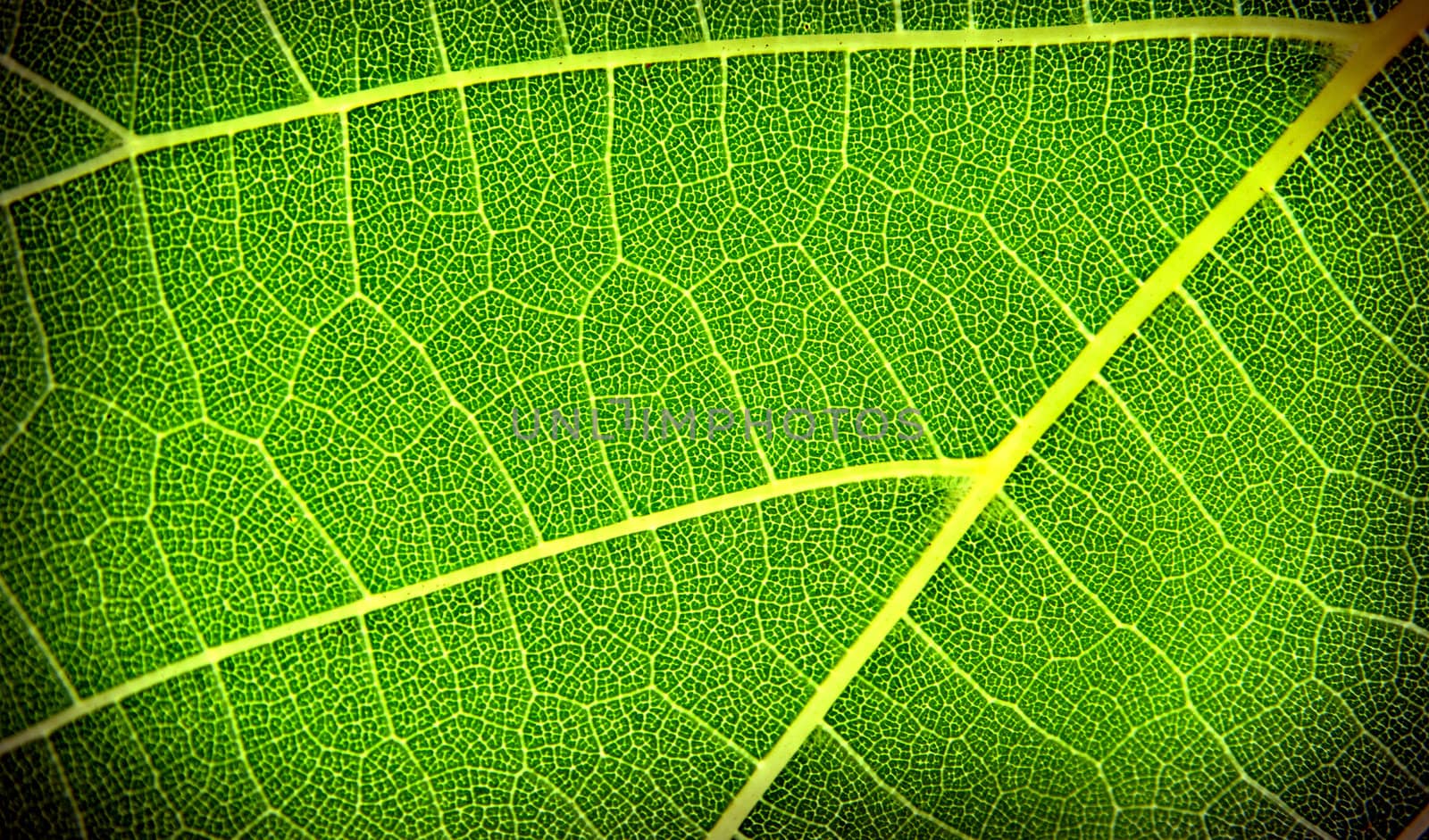 texture of the green grape leaf