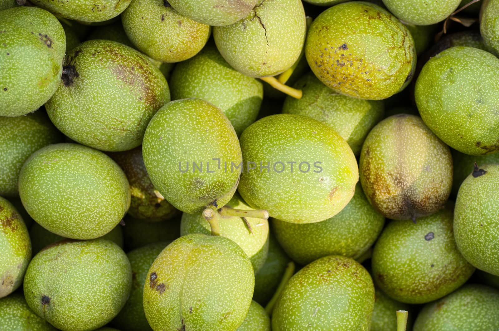 background the green walnuts by Zhukow