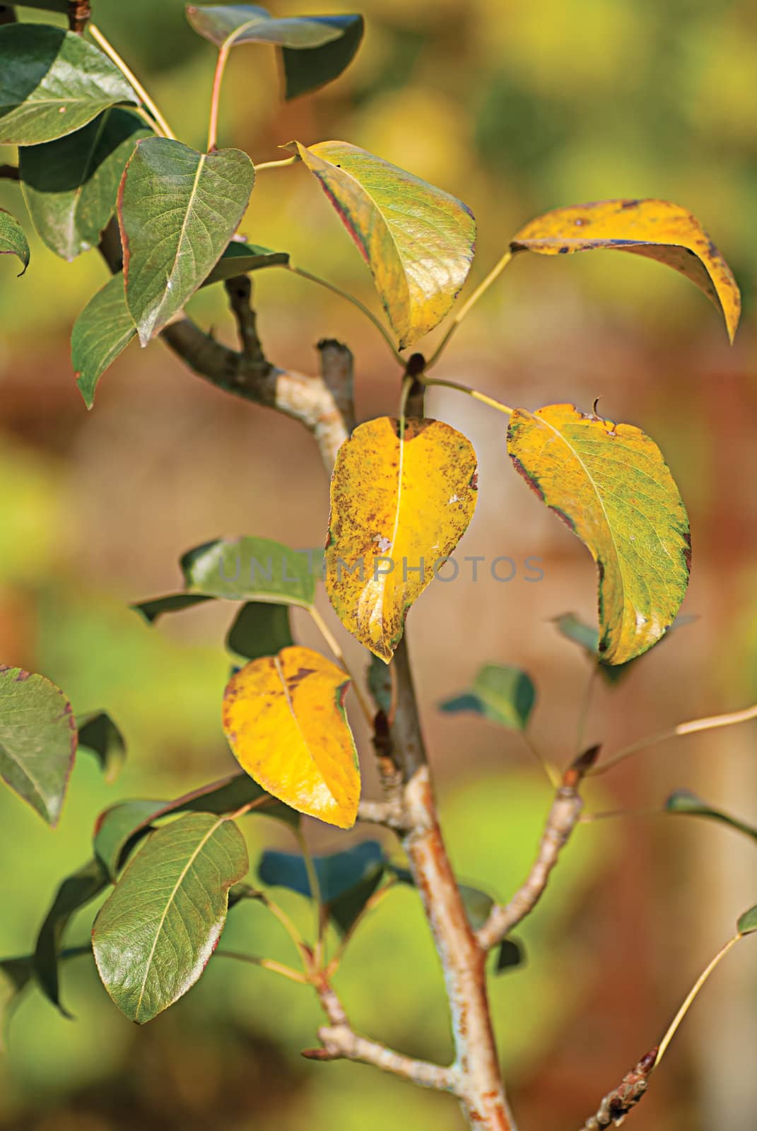 Leaves yellow and green on the branches in the autumn forest.