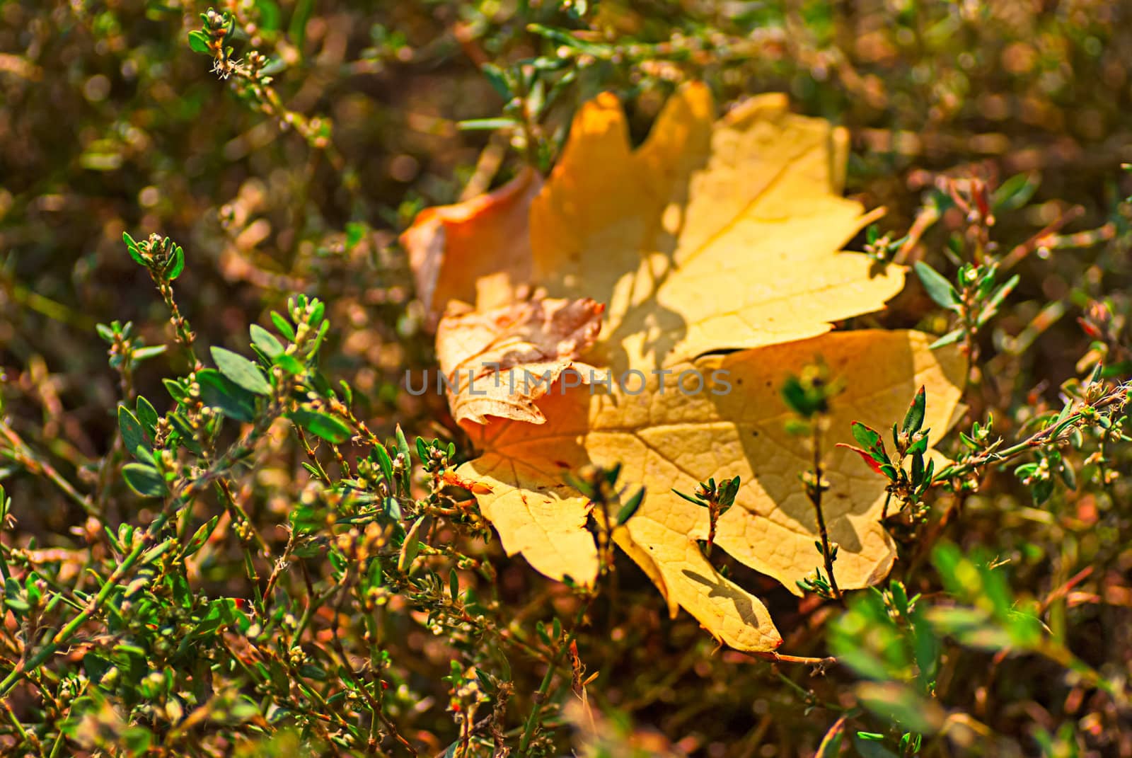 yellow  autumn leaves on the background on green grass