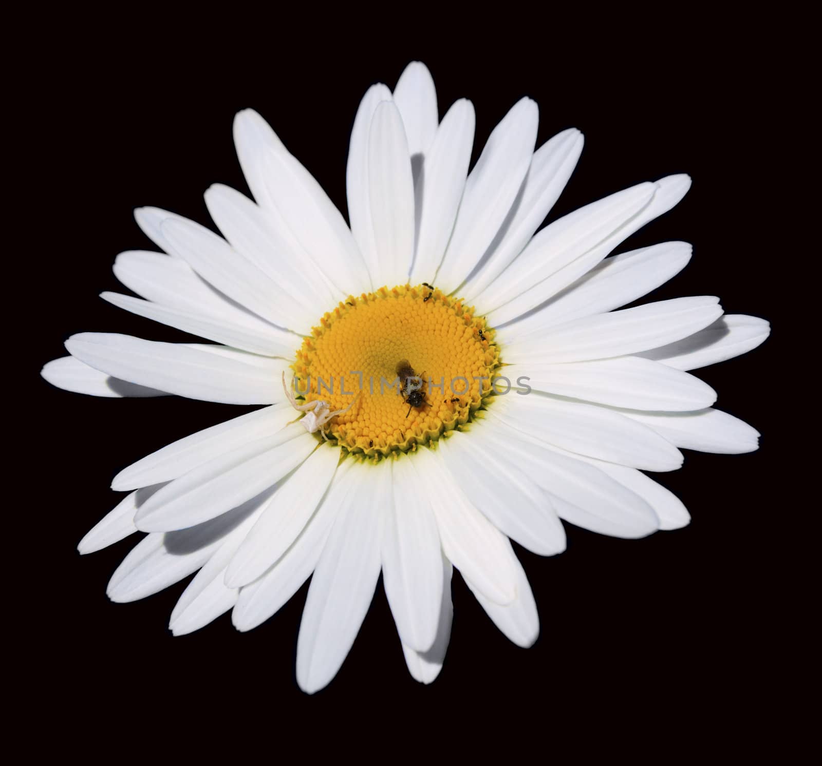 camomile flower with a spider and a bee  isolated on black background