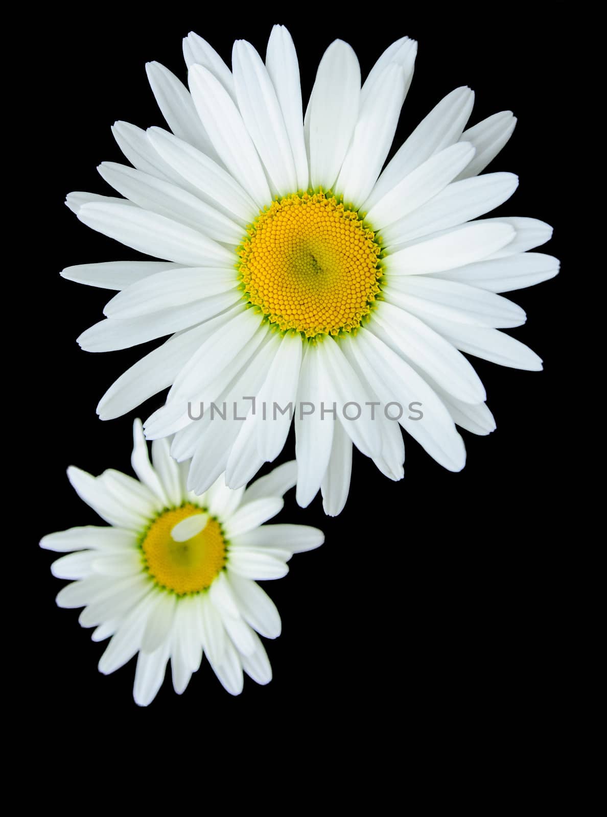 Two daisy bloom isolated on black background
