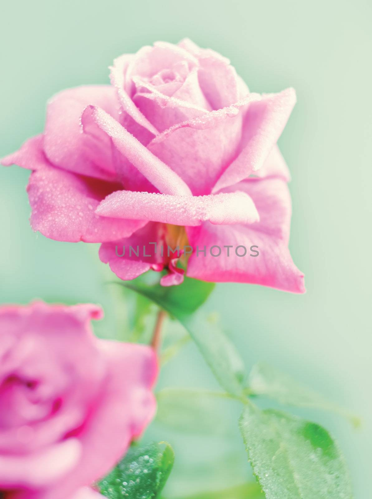Beautiful pink Rose by Zhukow