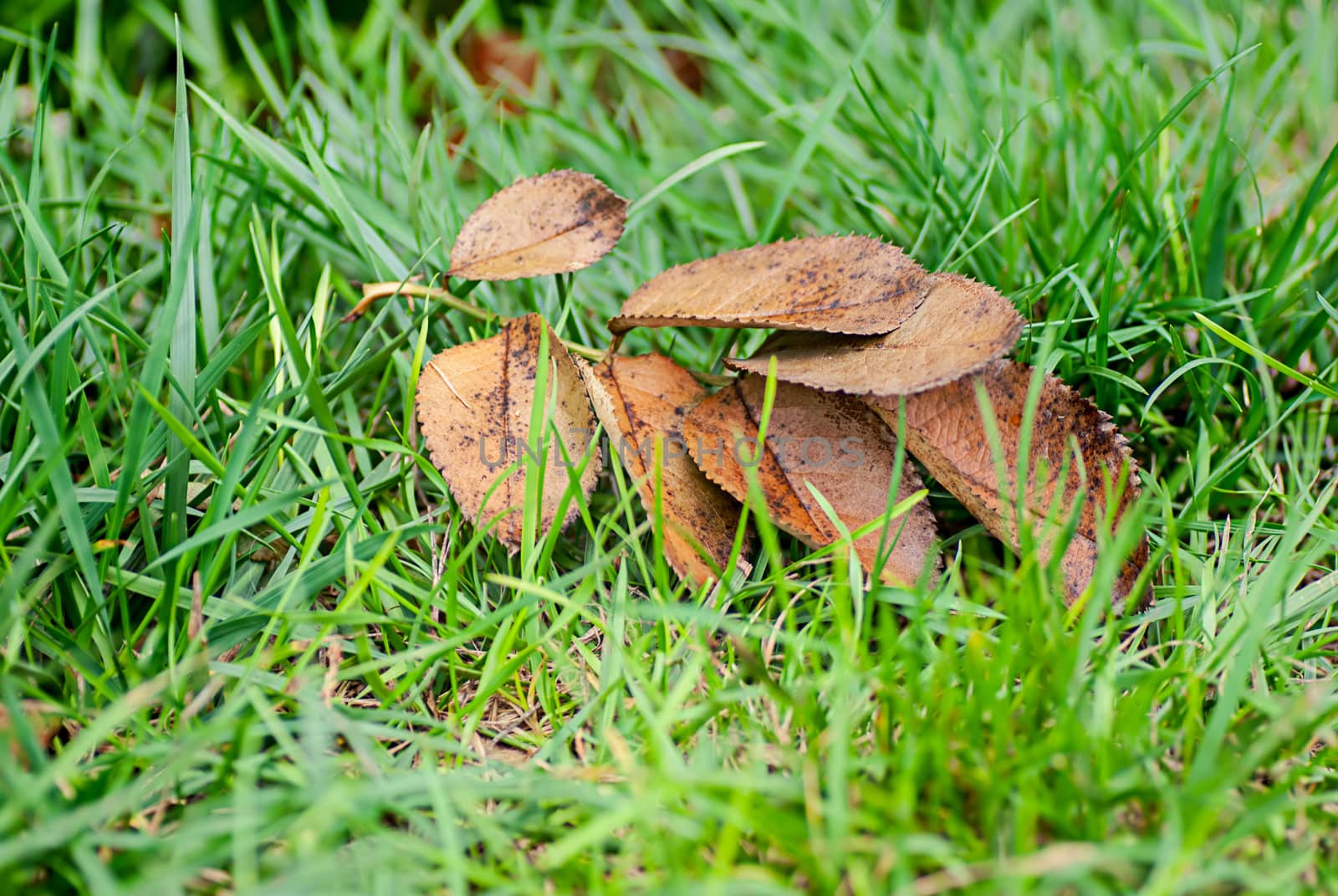 Autumn leafs on green grass by Zhukow