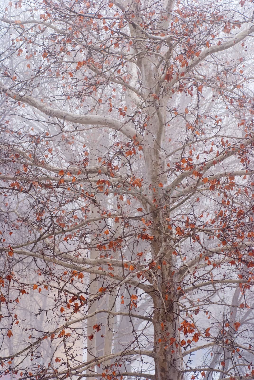 tree in the fog with yellow leaves on the branches