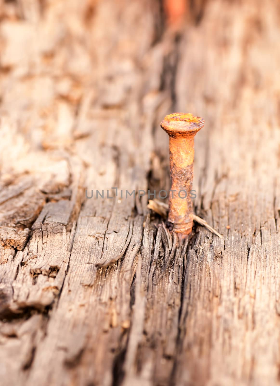 seamless texture of old wood with nail by Zhukow