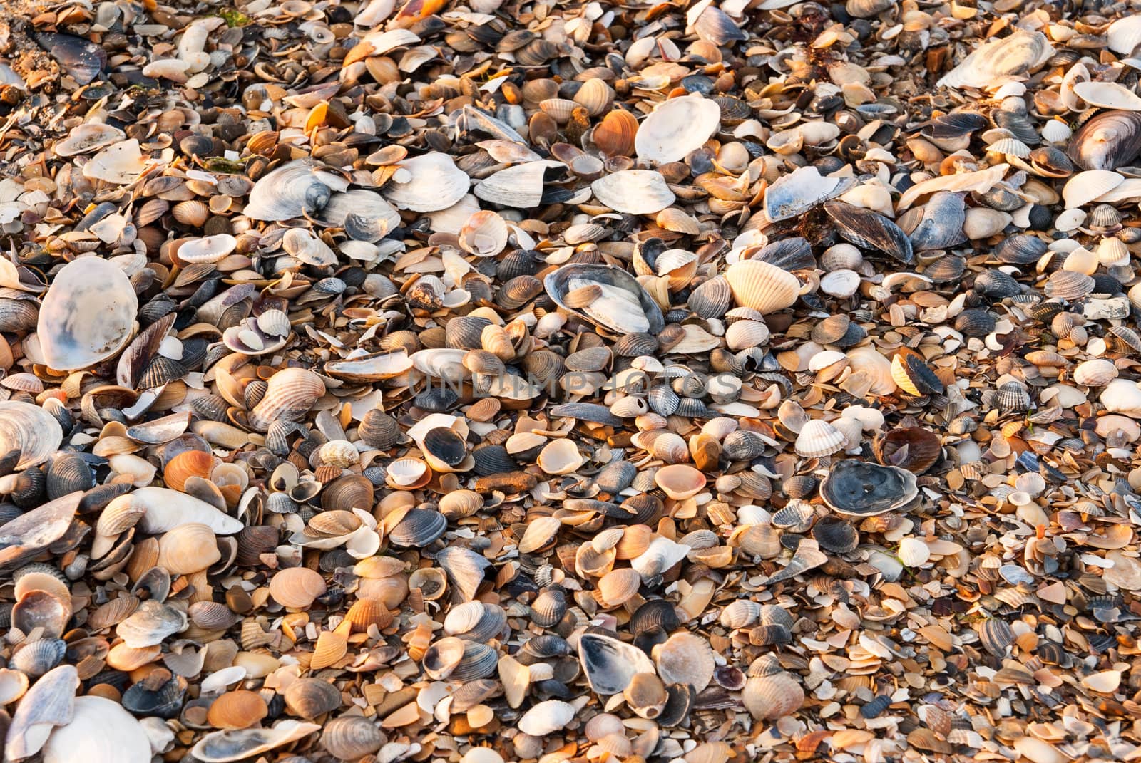 A background made of seashells at sunset