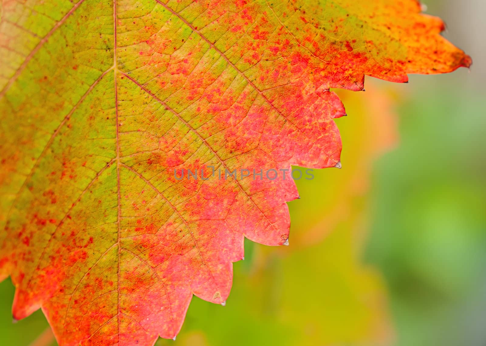 colorful autumn leaves on yellow green background