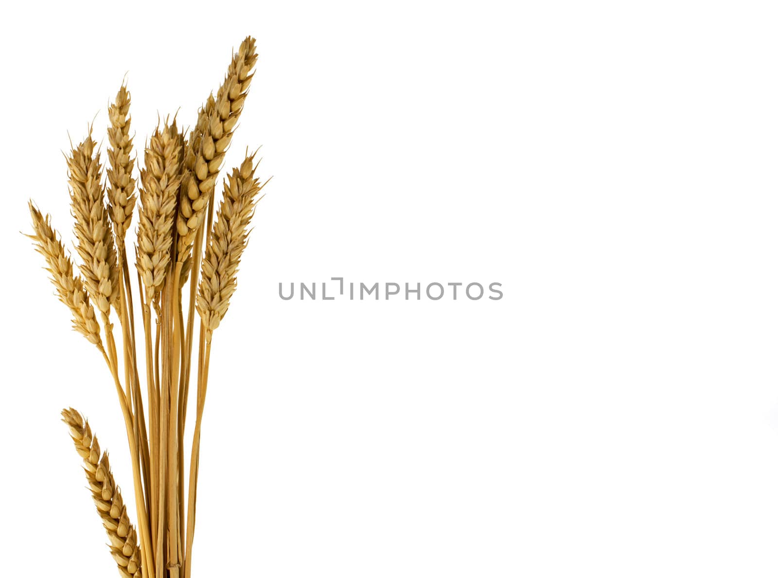 wheat plants isolated on white by compuinfoto