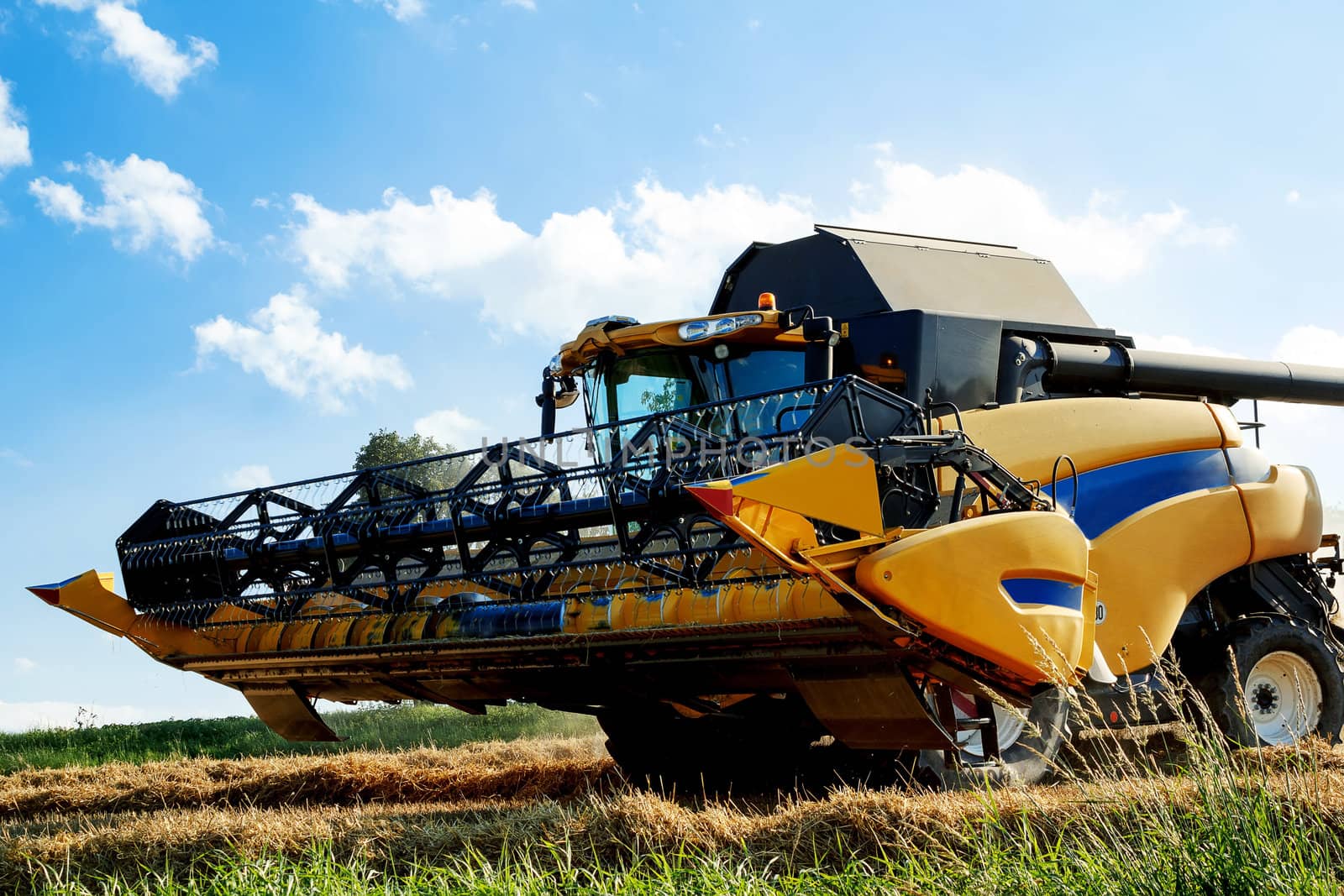 Yellov harvester on field harvesting wheat in sunny weather