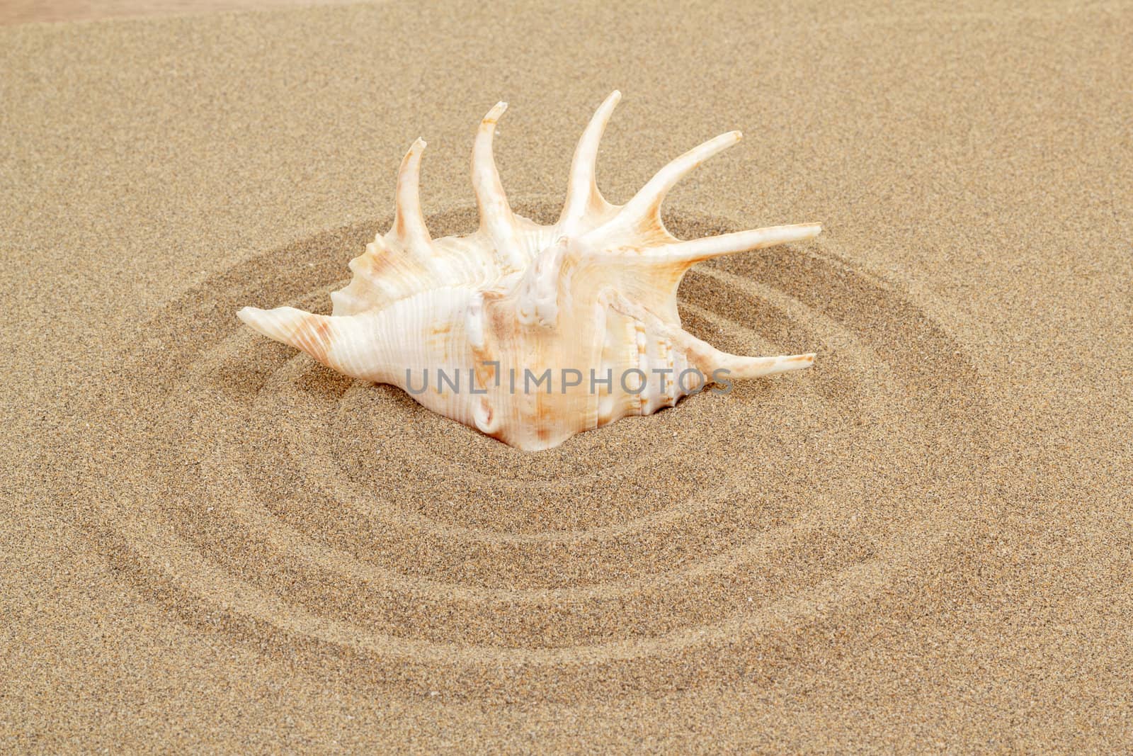 seashell with sand as background or backdrop