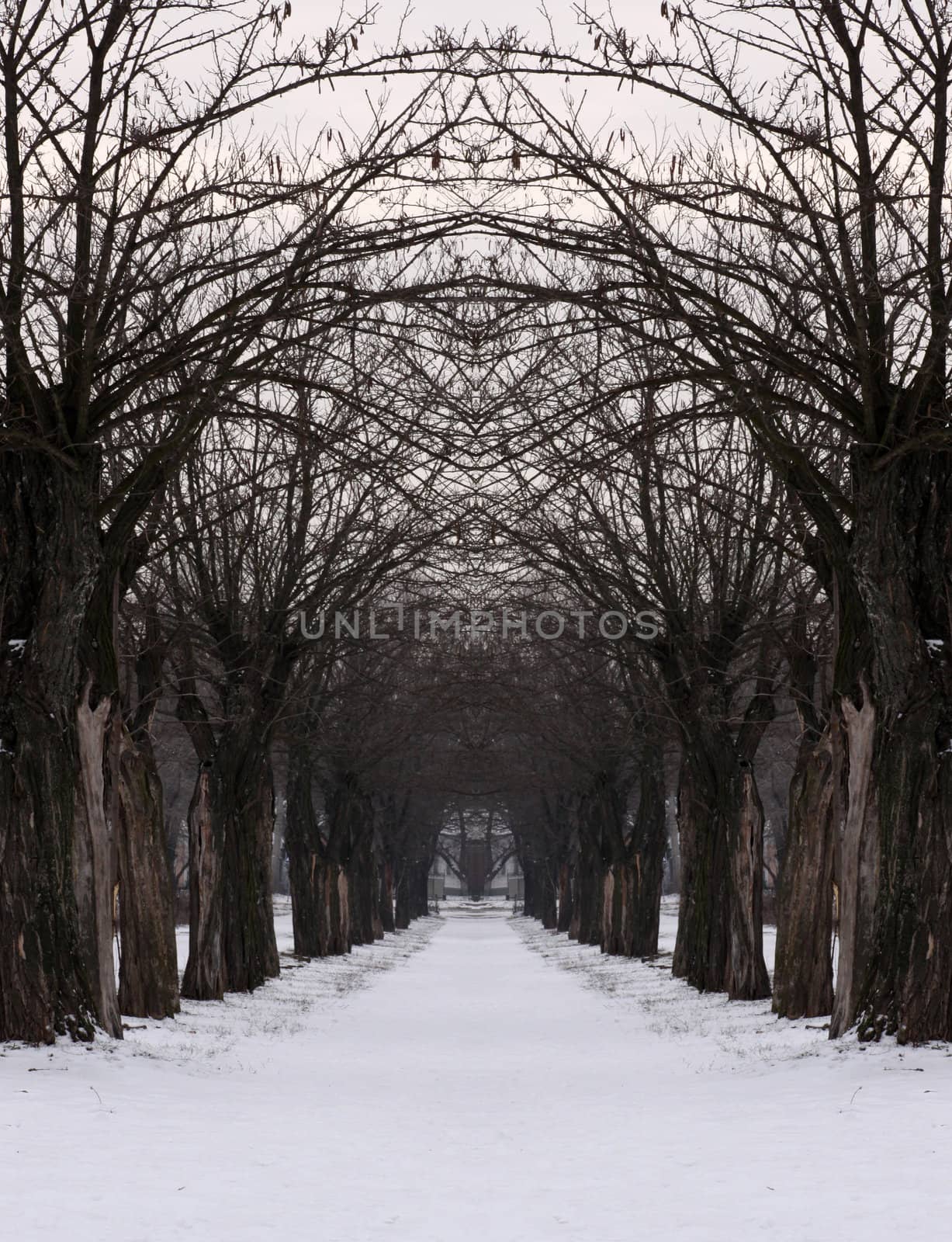 path in winter park by romantiche