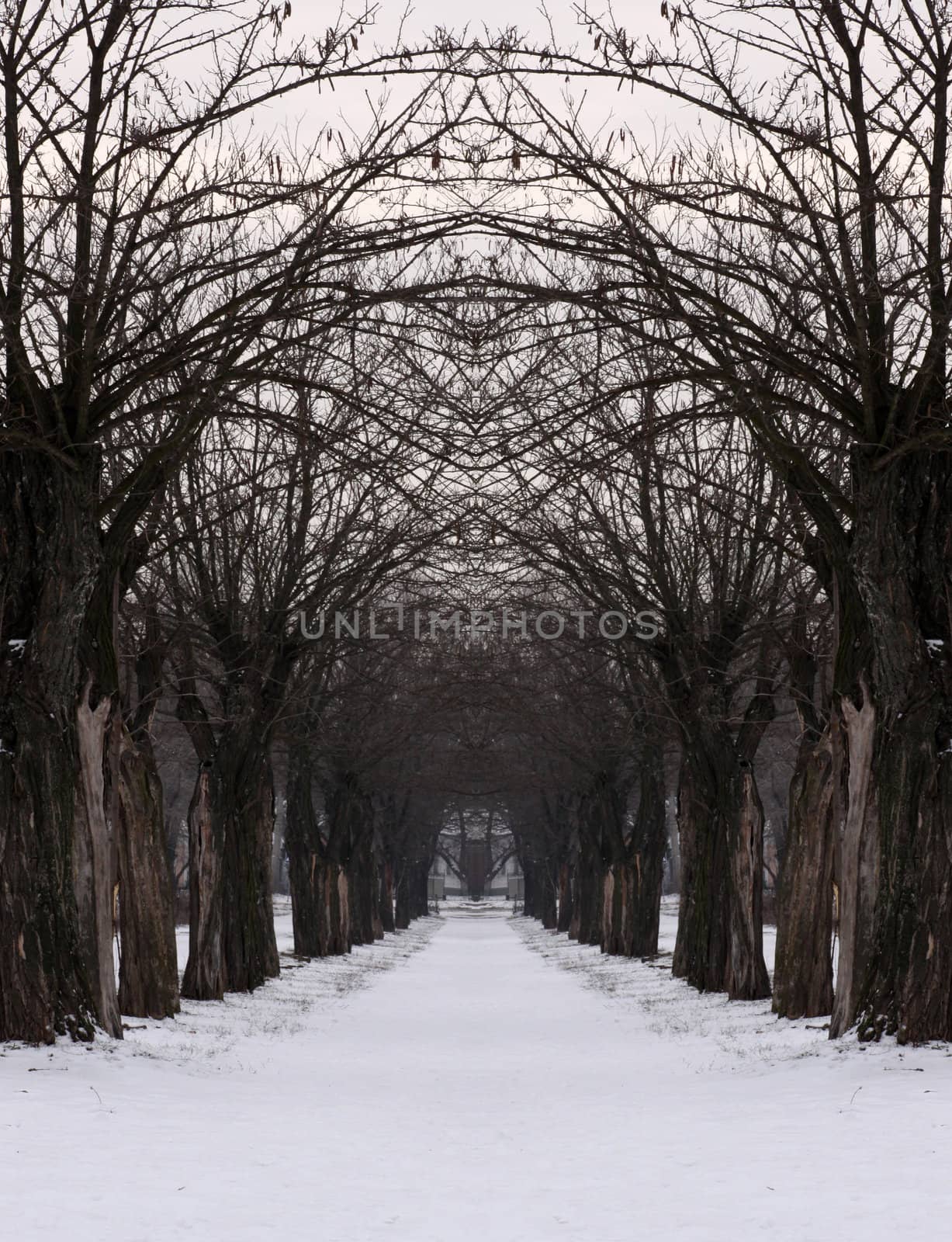 mysterious path in winter park