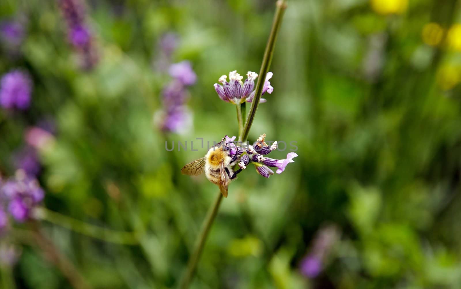 bee tasting some nectar in the lavender by neko92vl