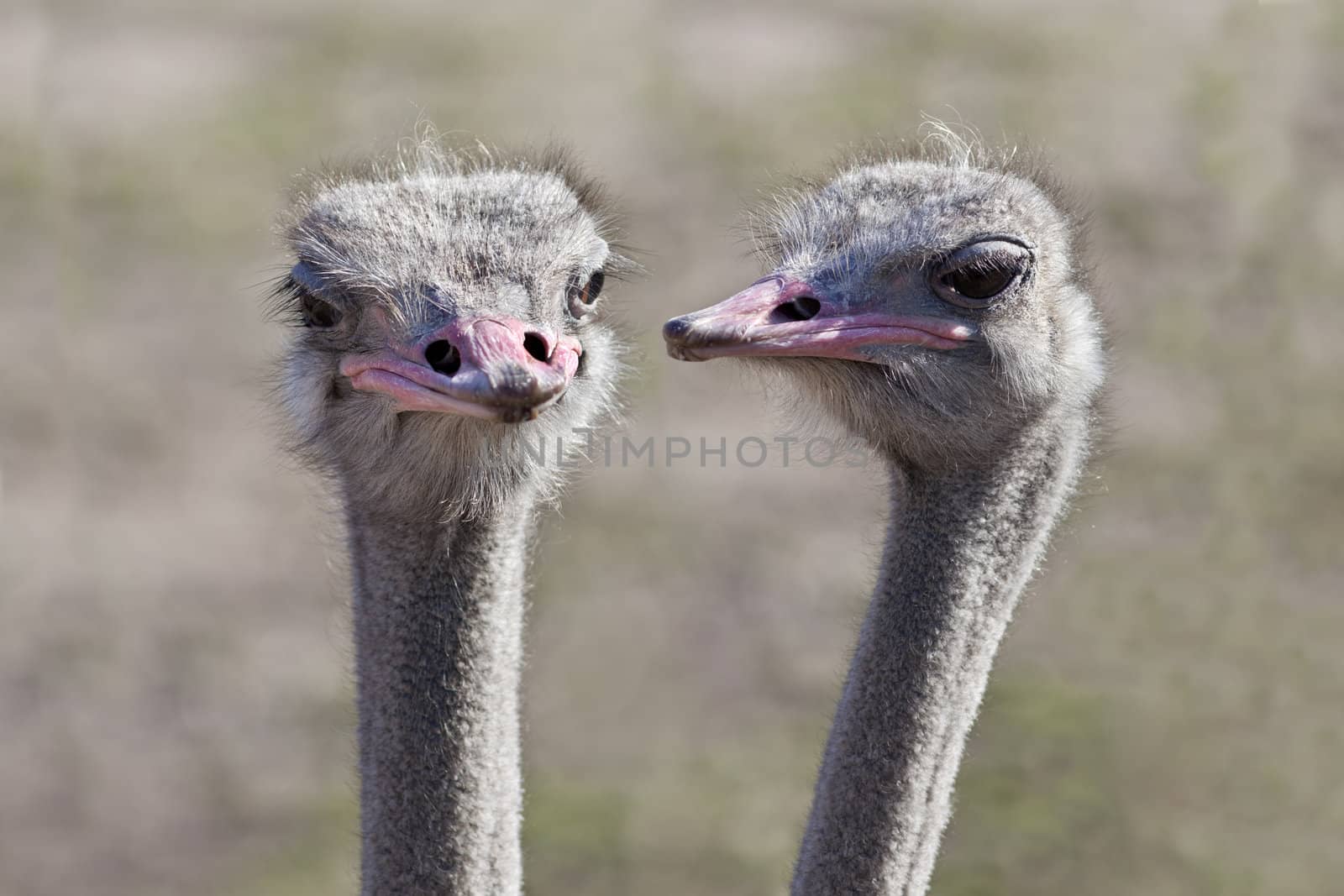 A close up shot of two ostriches (Struthio camelus) that appear to be having a conversation with each other.