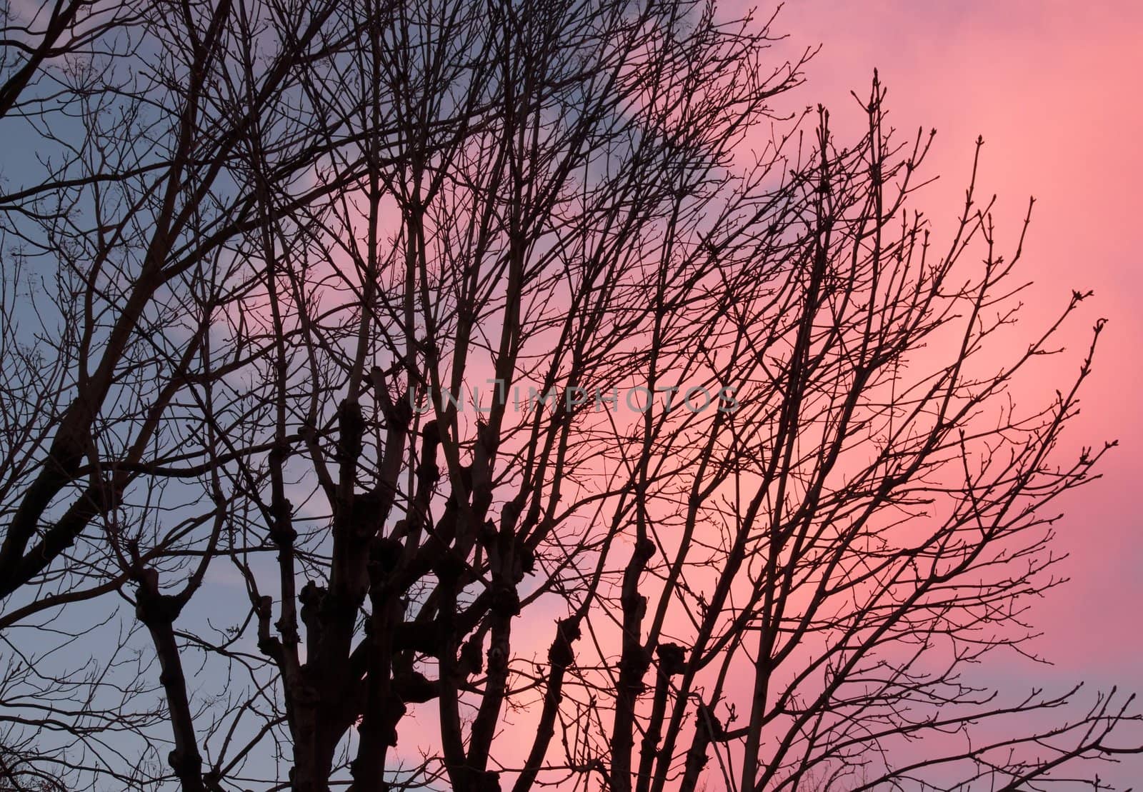 Pink sky, trees against the light by neko92vl