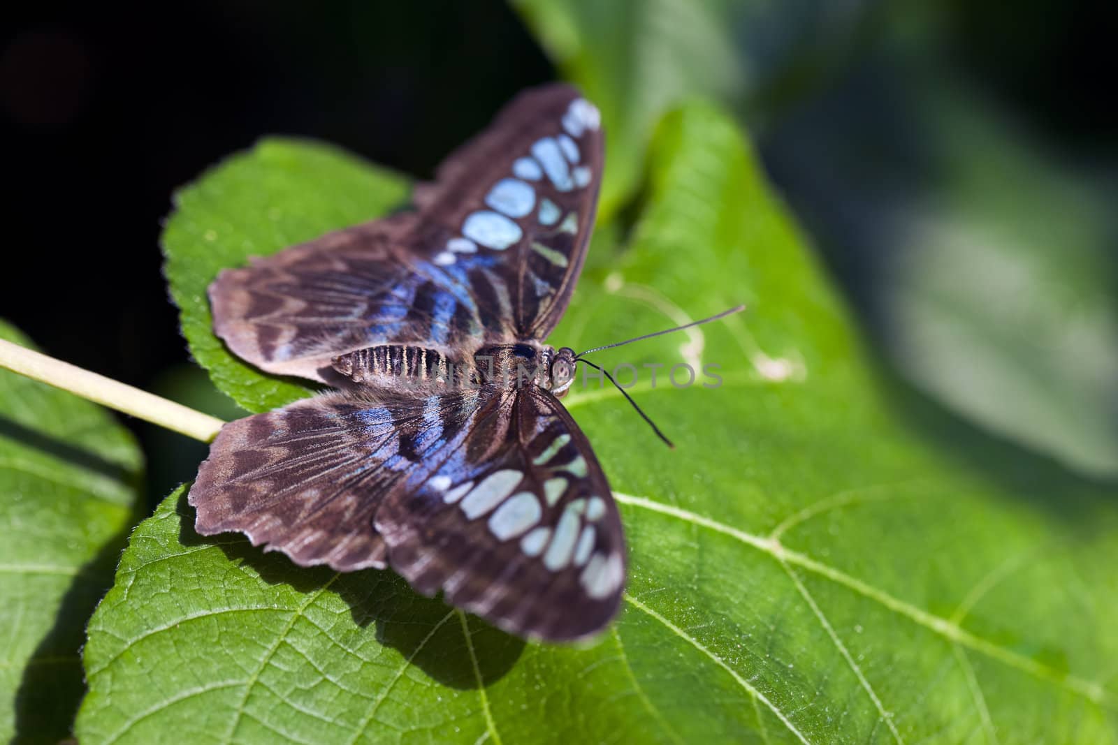 Clipper Butterfly by macropixel