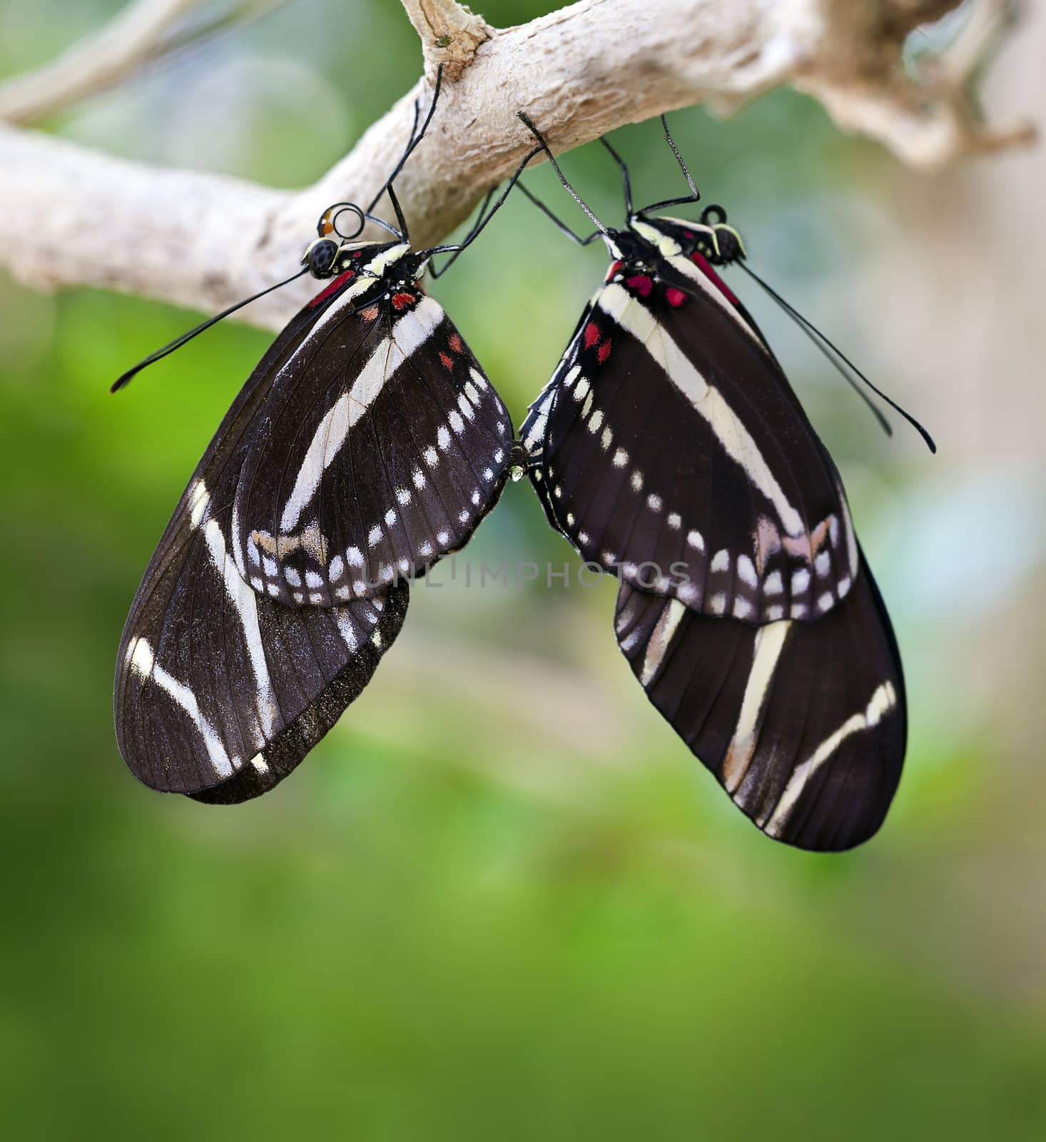 A close up shot of a pair of mating Zebra Longwing Butterflies (Heliconius charithonia).