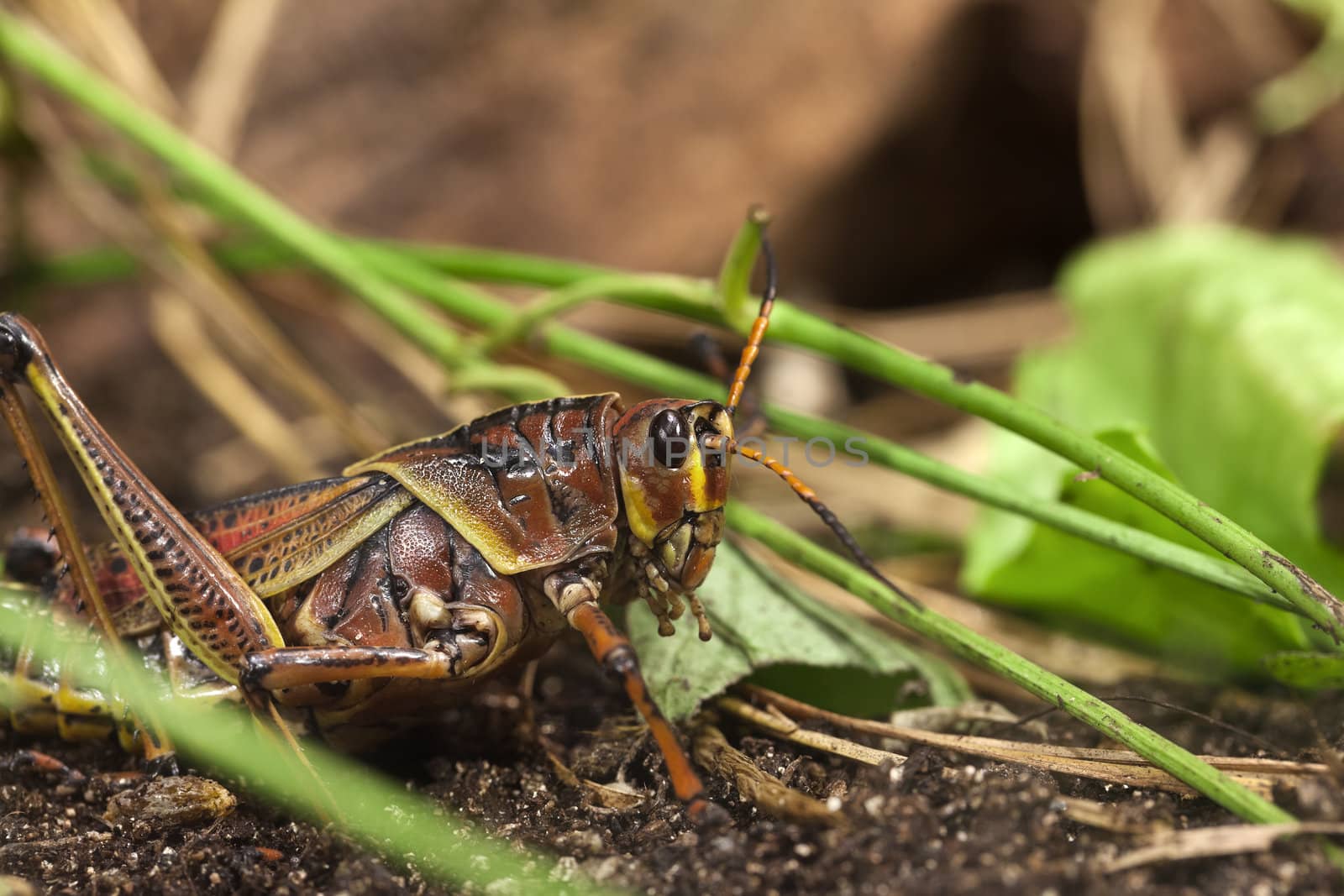 A close up shot of a grasshopper.