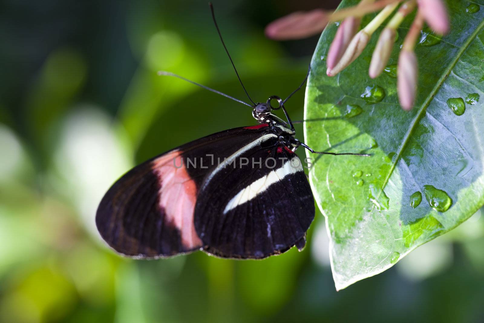 A close up shot of a Red Postman Butterfly (Heliconius erato).