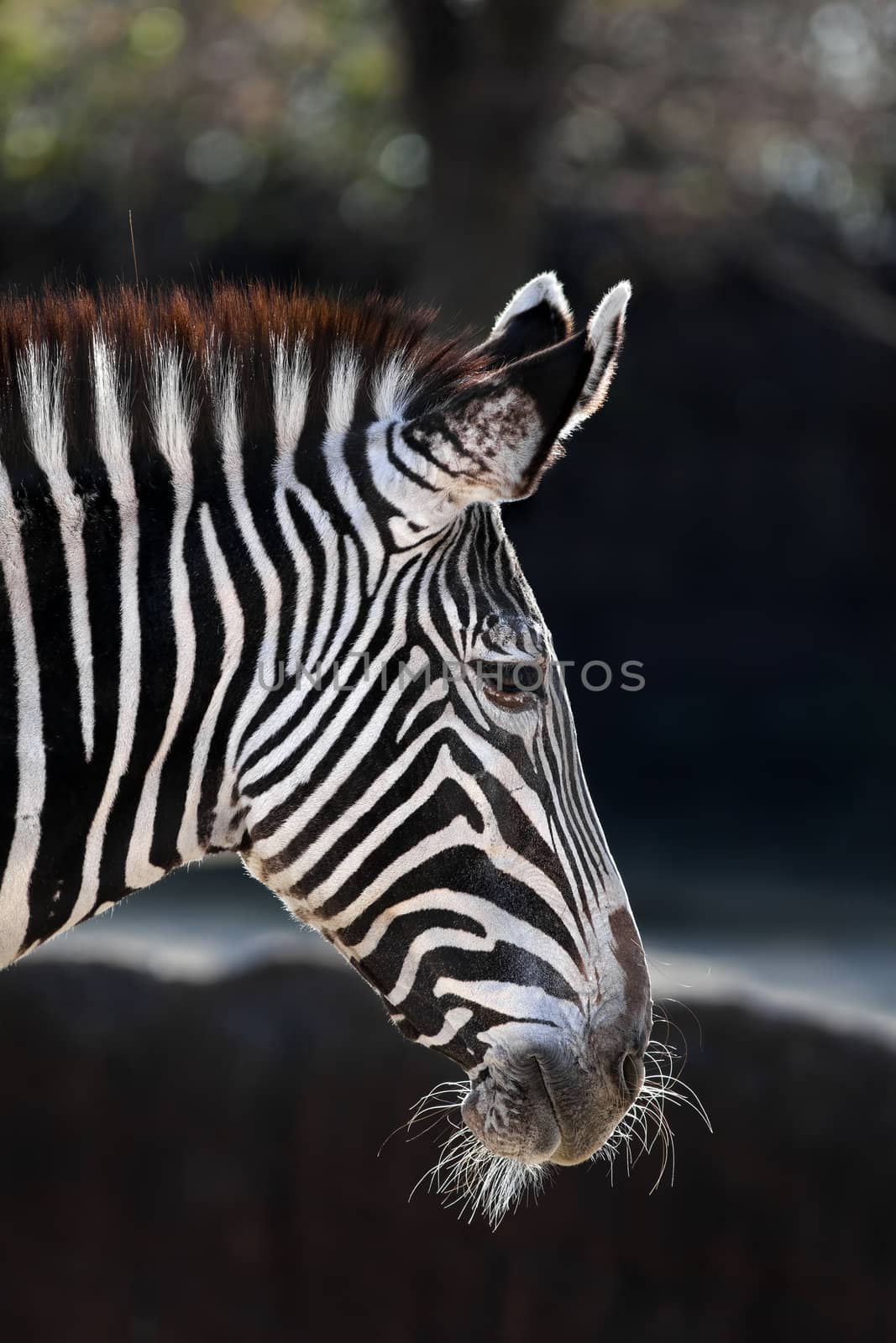 Zebra by macropixel