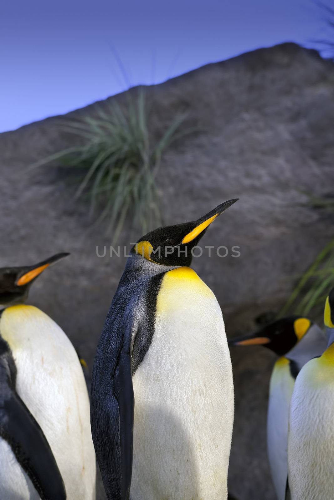 A close up shot of a group of King Penguins (Aptenodytes patagonicus)