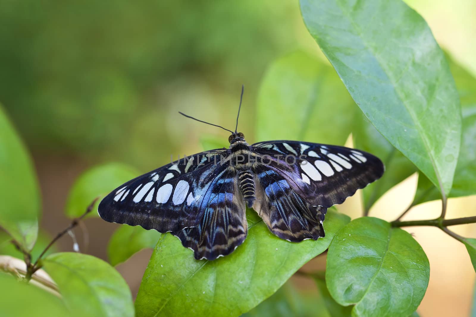 A close up shot of a clipper butterfly (Parthenos sylvia). These butterflies are found in South Asia.