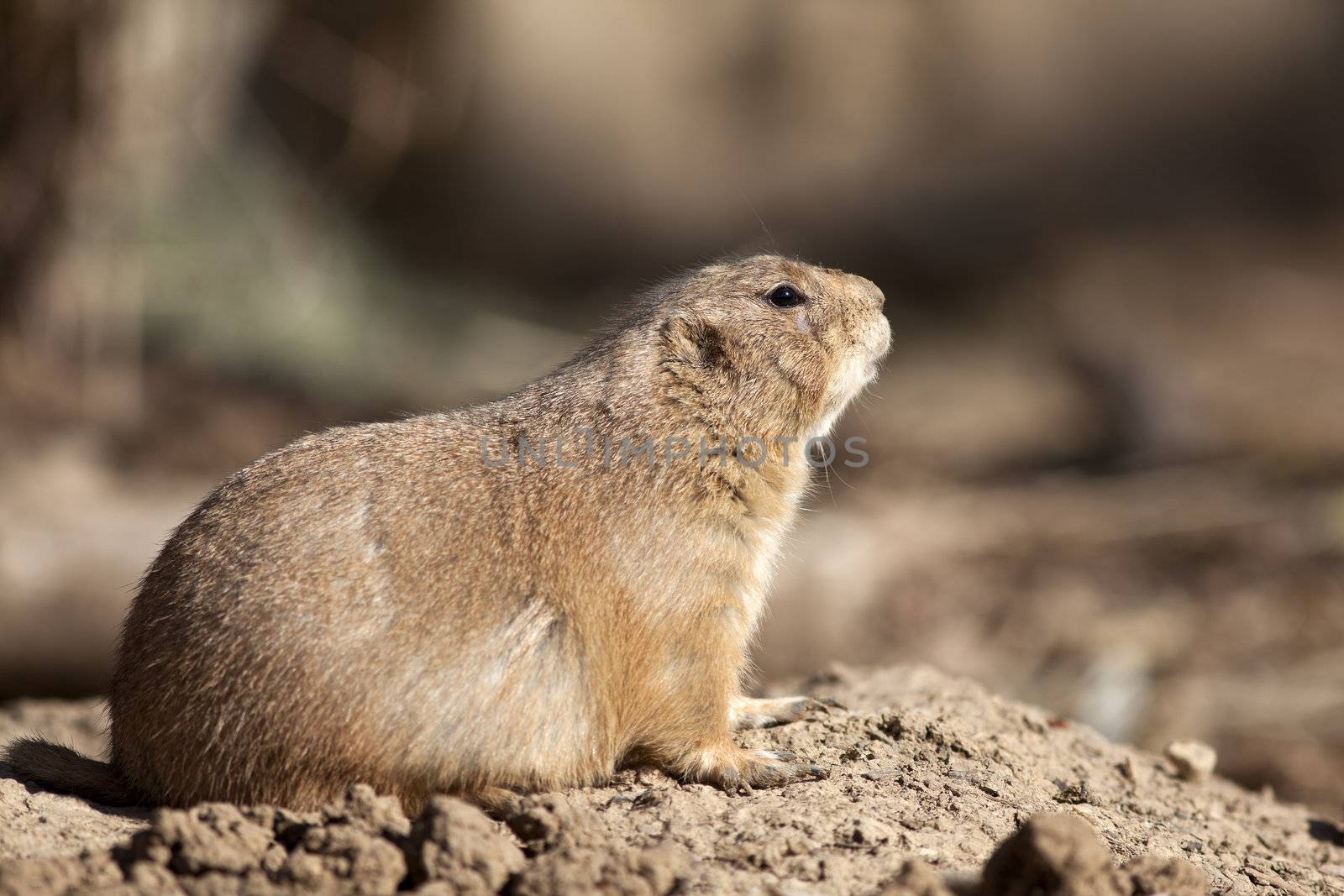 A close up shot of a Black-tailed Prairie Dog (Cynomys ludovicianus)