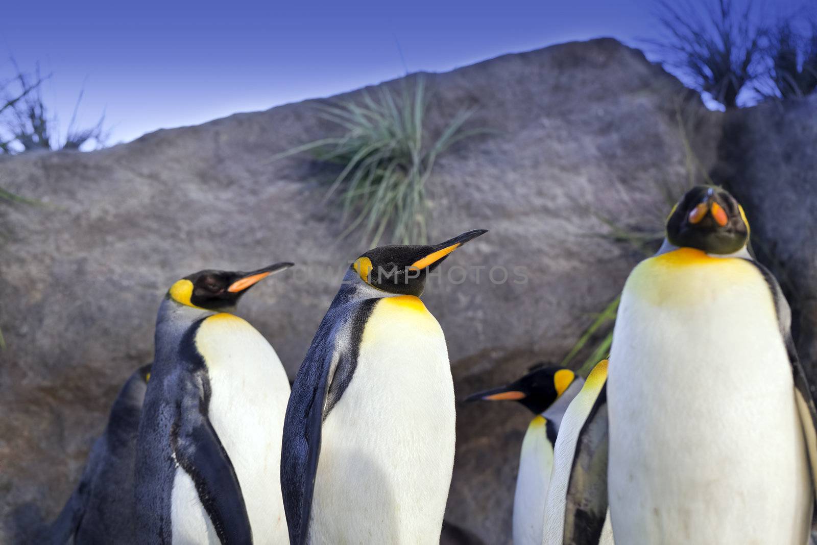 A close up shot of a group of King Penguins (Aptenodytes patagonicus)