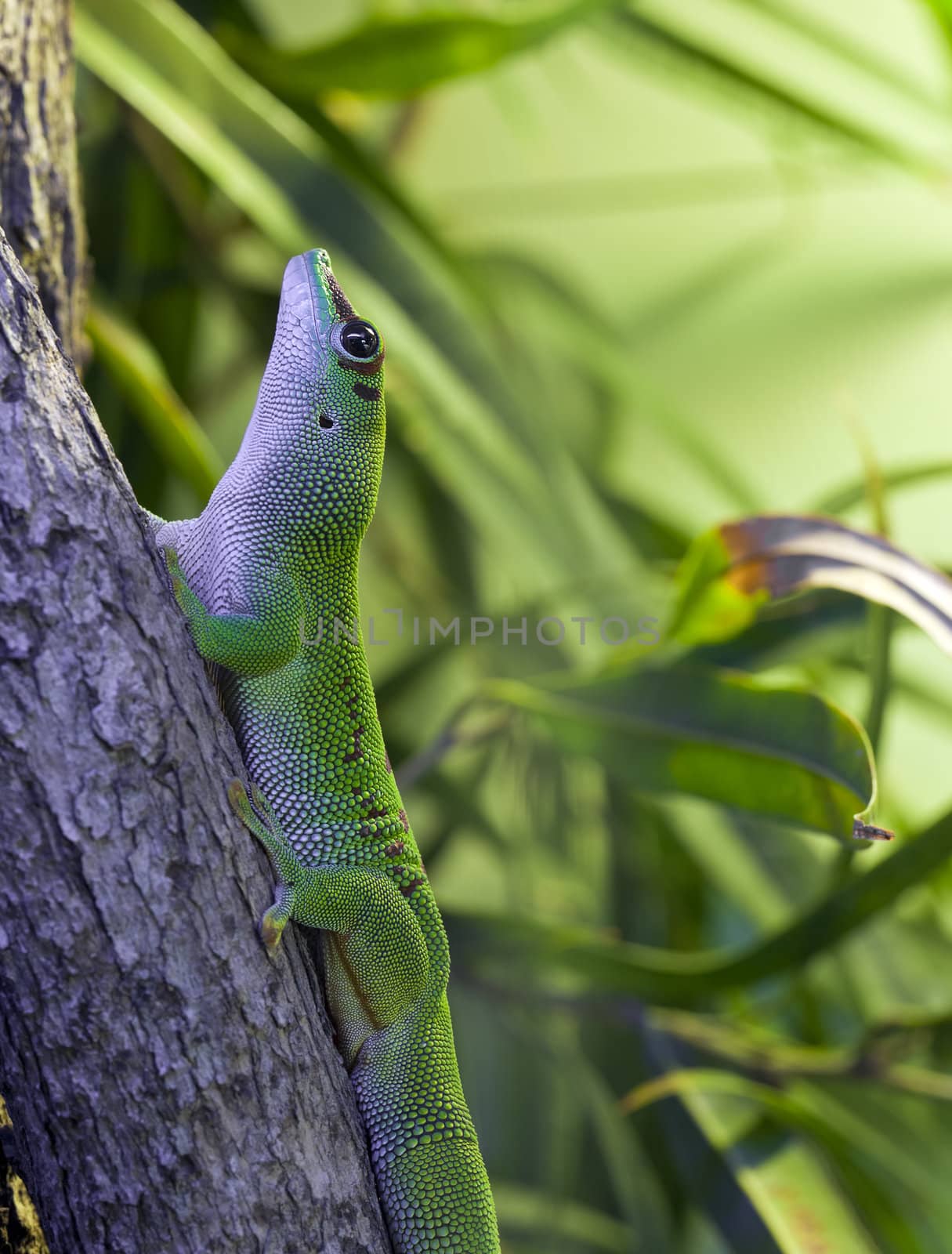 A close up shot of a Day Gecko (Phelsuma) on the base of a tree.