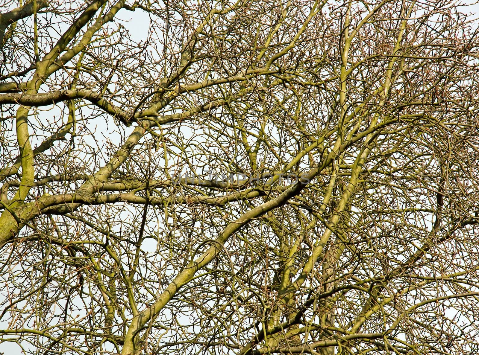 venous system of trees, complex system by neko92vl