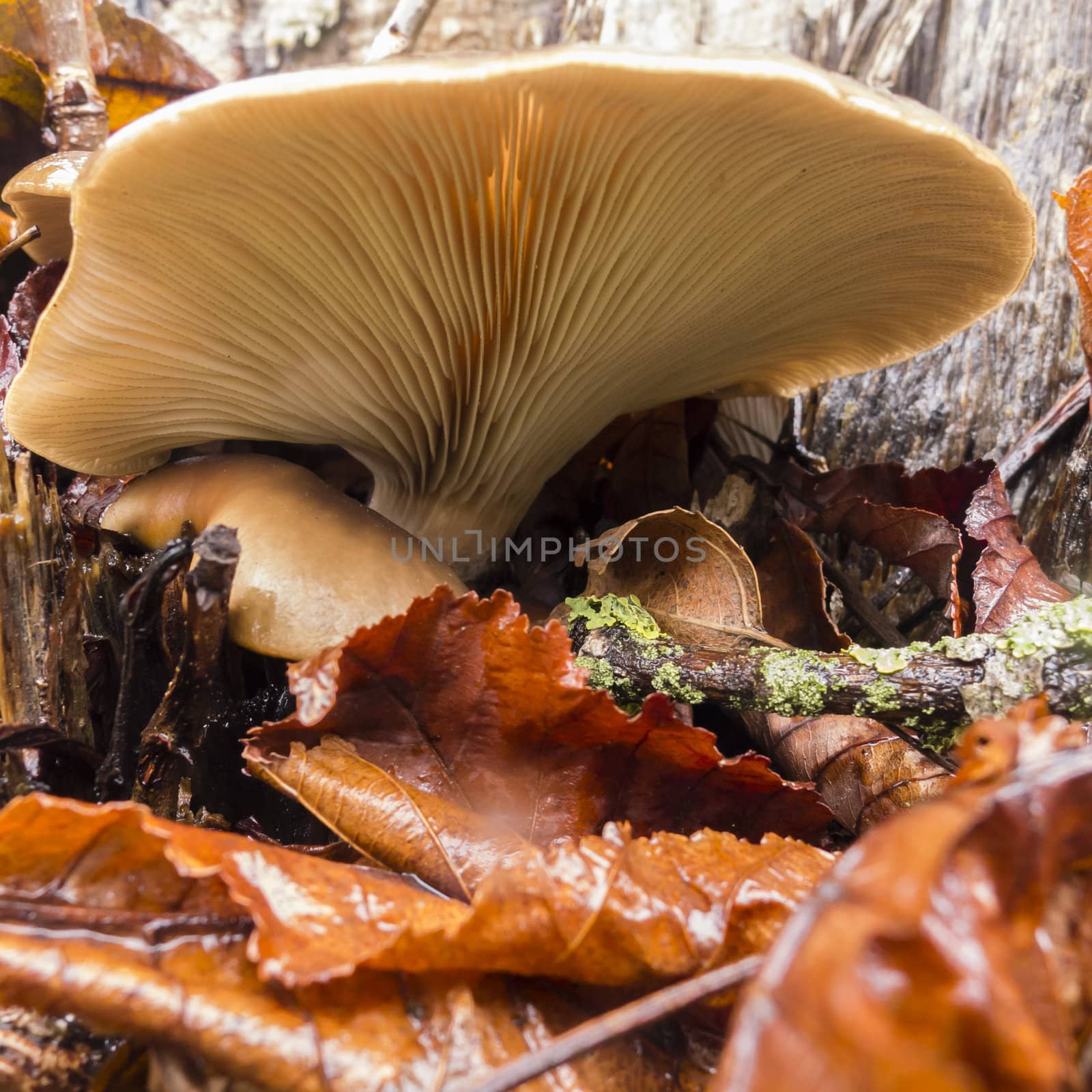 Mushroom underside growing on dead leaves