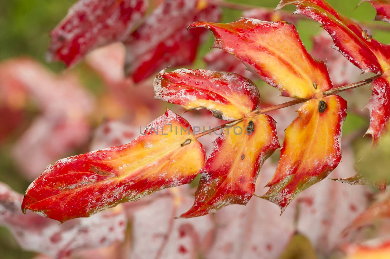 Red and yellow Autumnal leaves