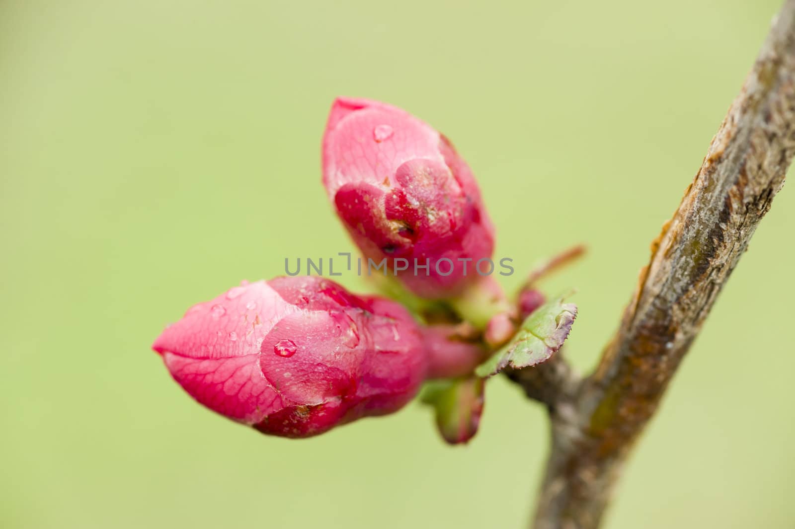 Pink buds of flowers in Spring