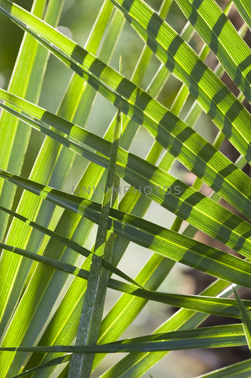 Palm leaf details in sun light