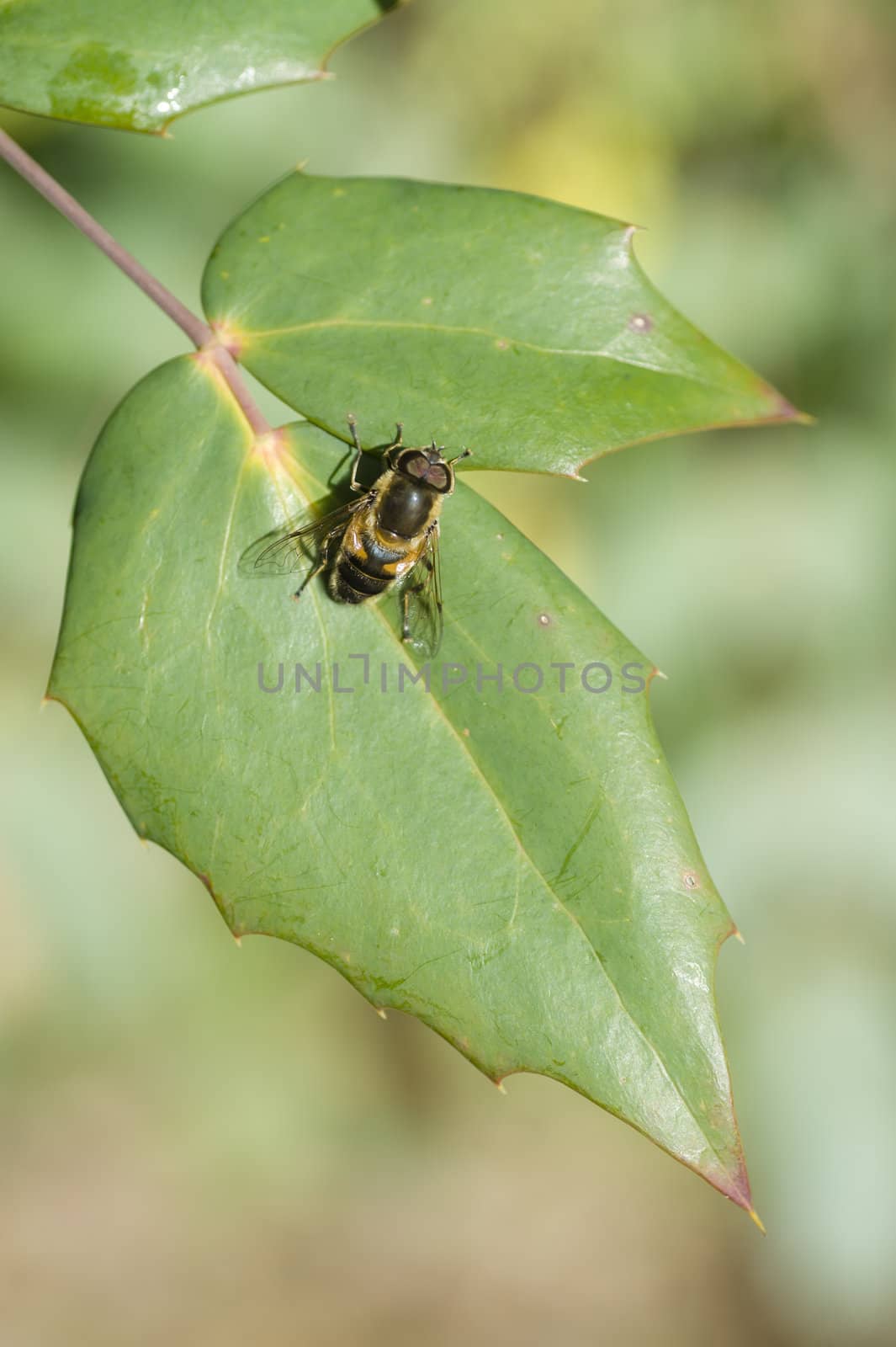 Bee-like fly basking in the sun