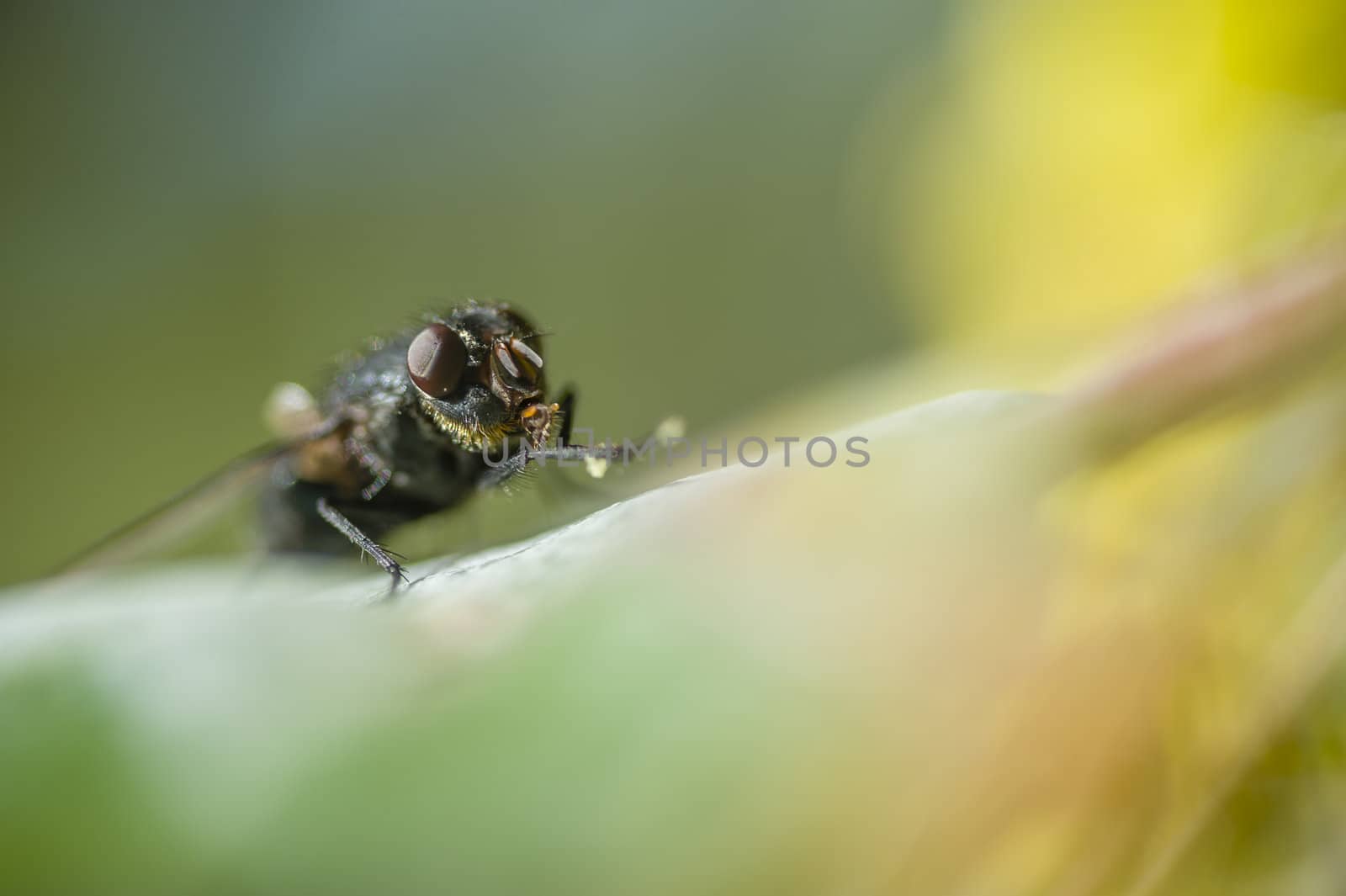 Black fly basking in the sun