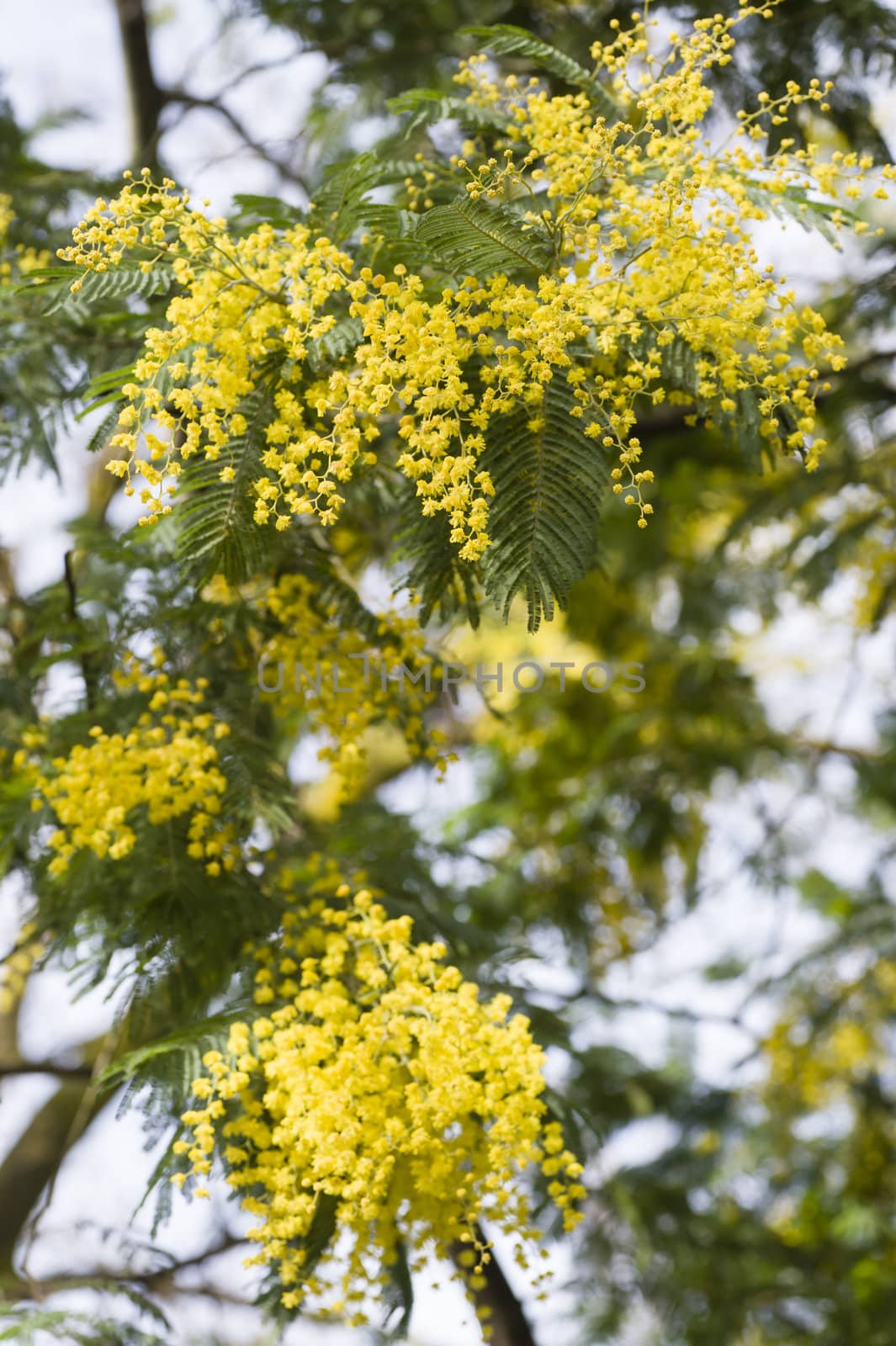 Acacia dealbata yellow flowers